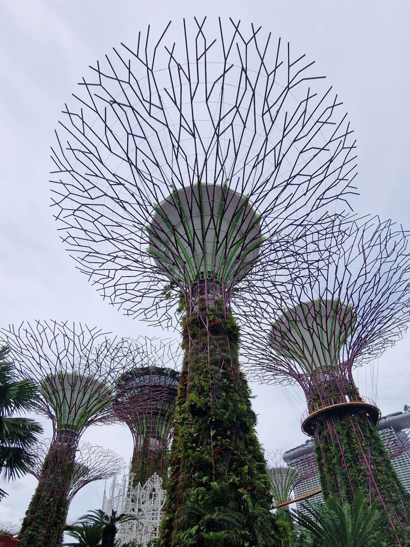 Singapore Supertree grove