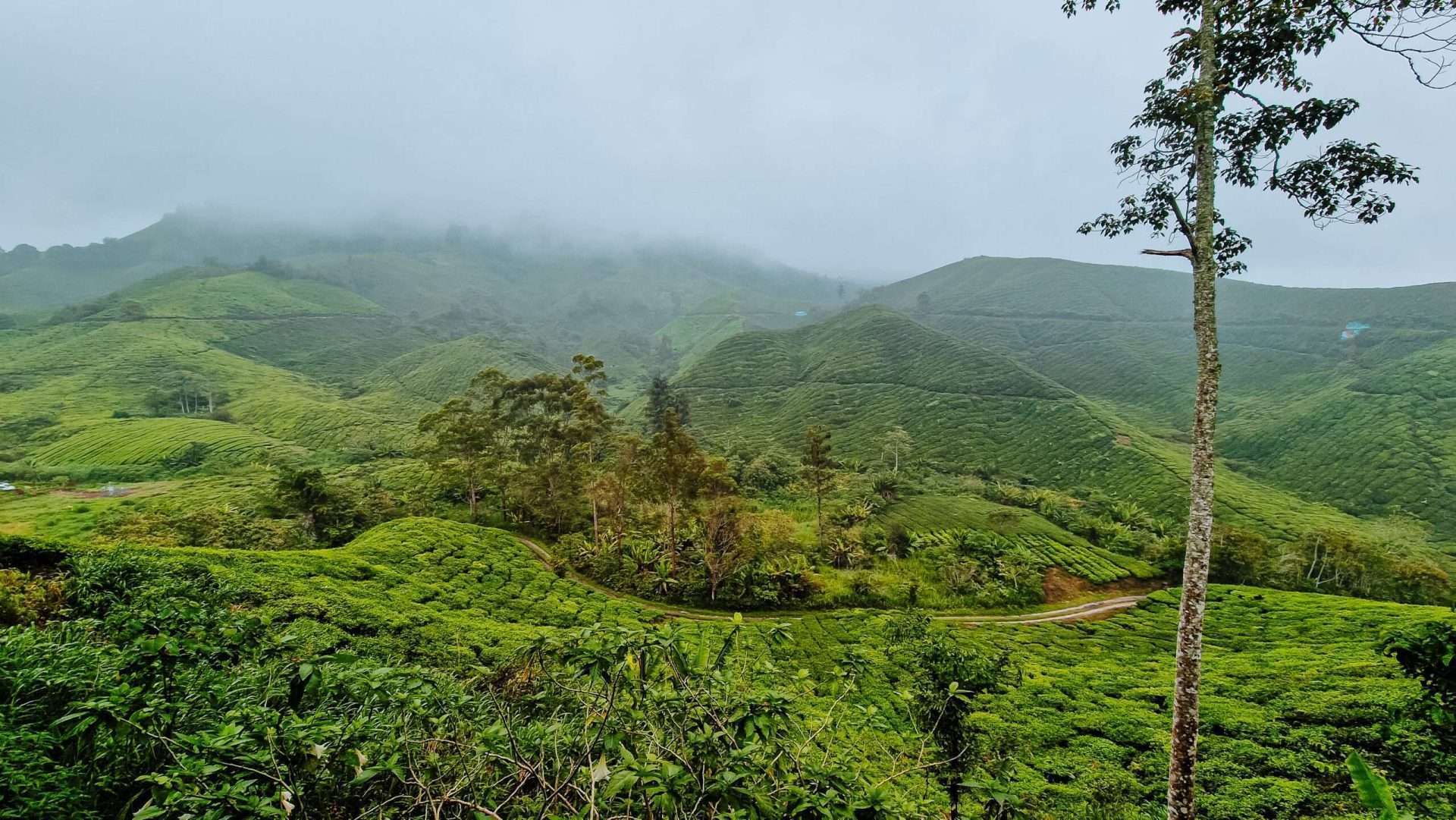 cameron highlands maleisië
