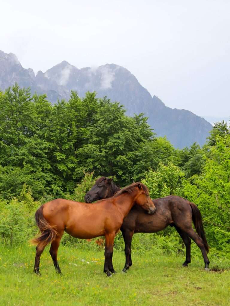 paarden in Theth