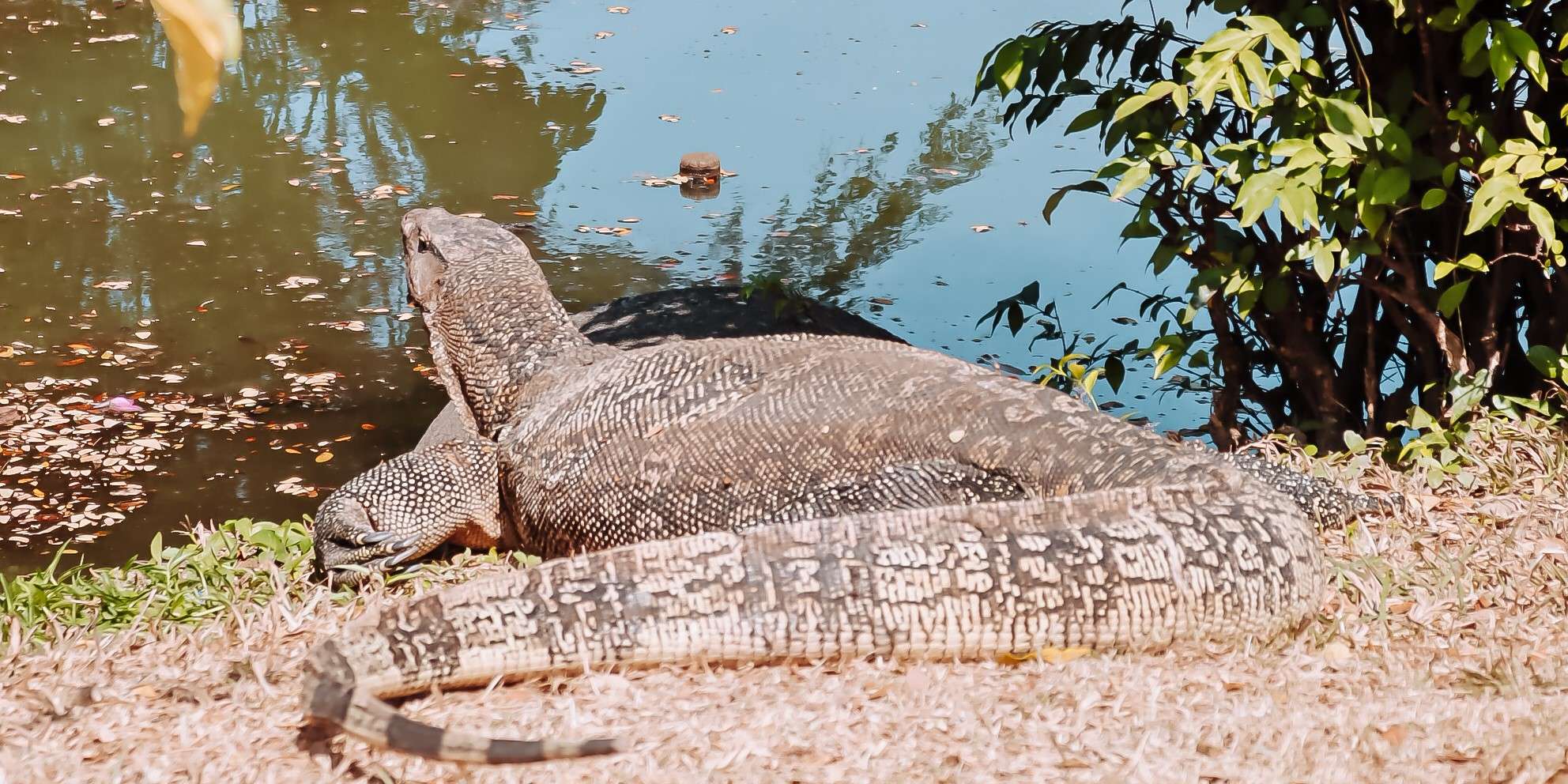 varanen in lumphini park