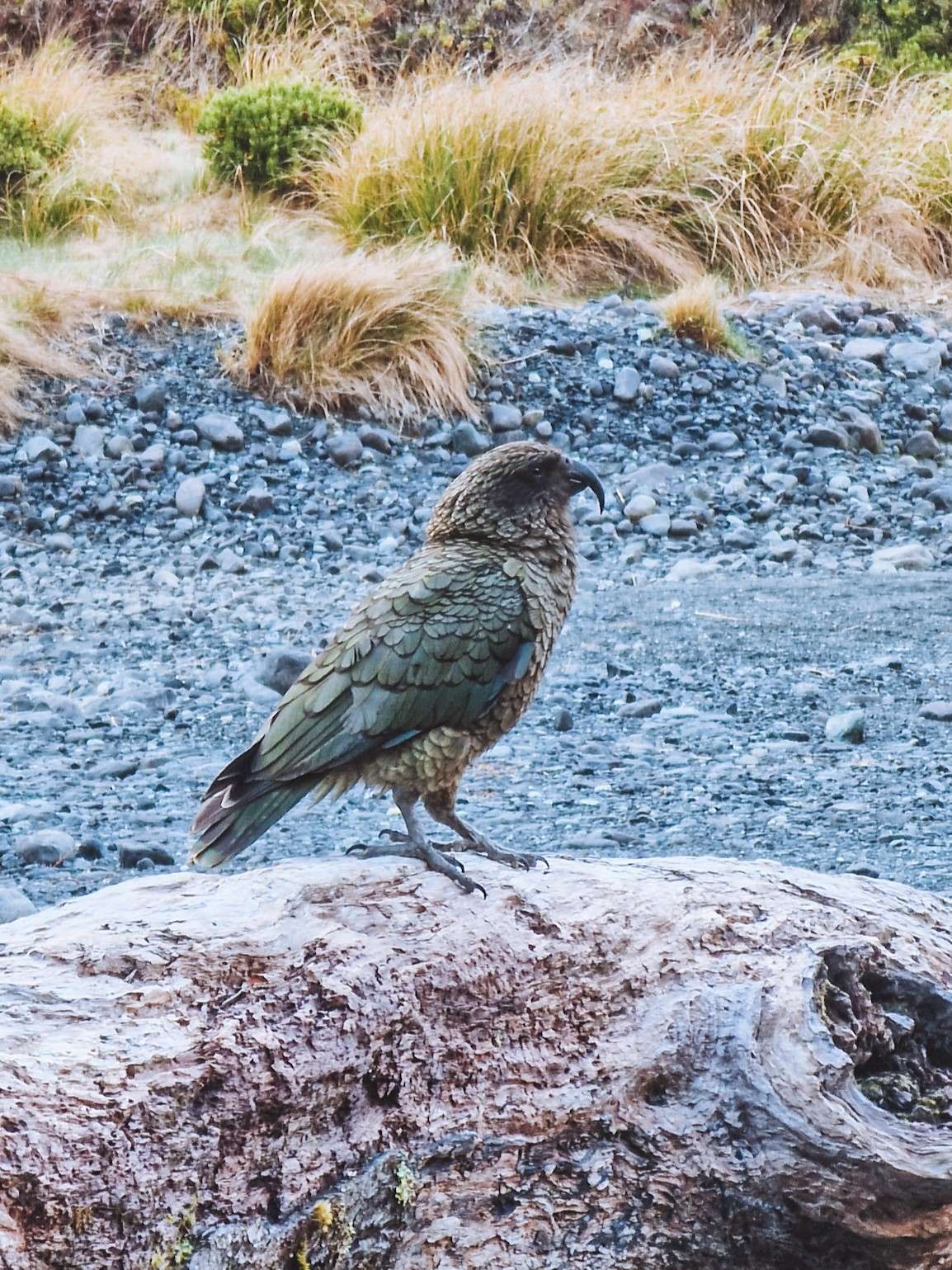 kea nieuw-zeeland