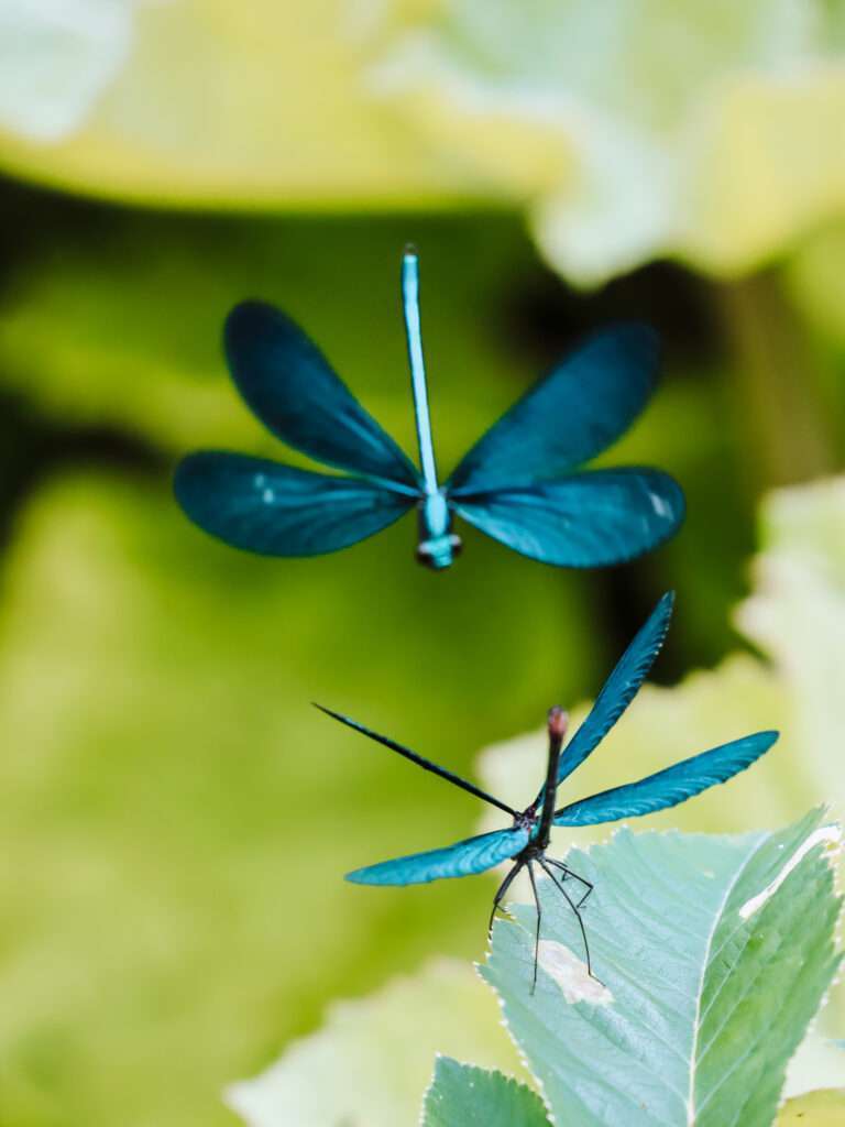 fauna en flora Albanië