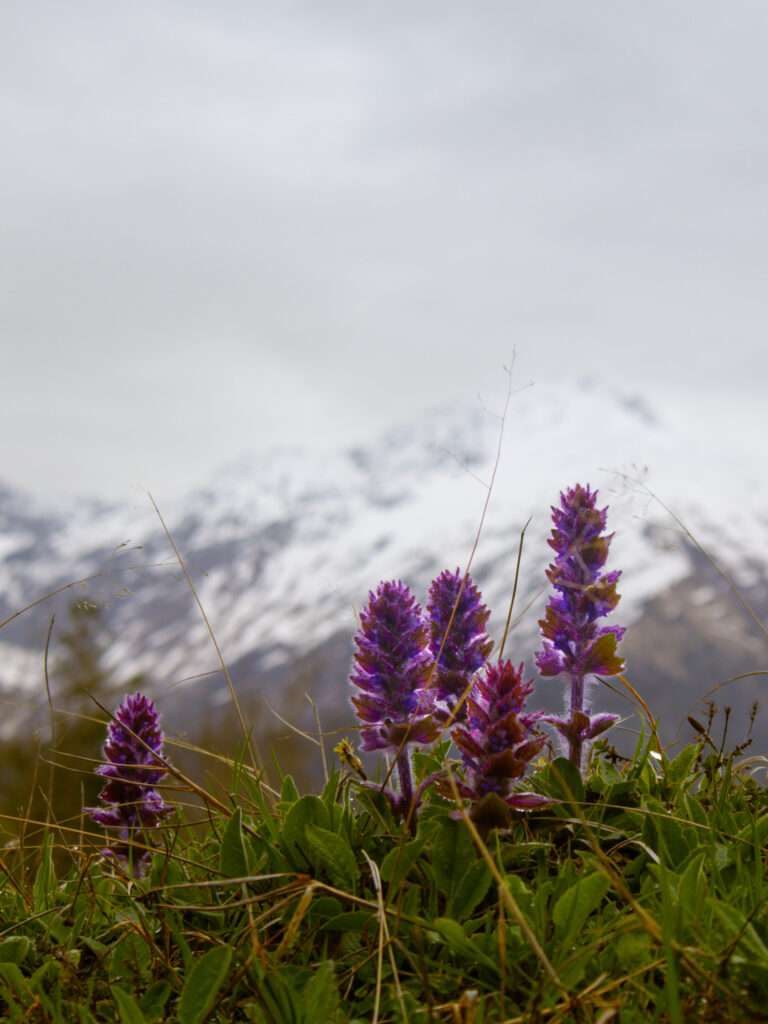 trektocht van mestia naar ushguli