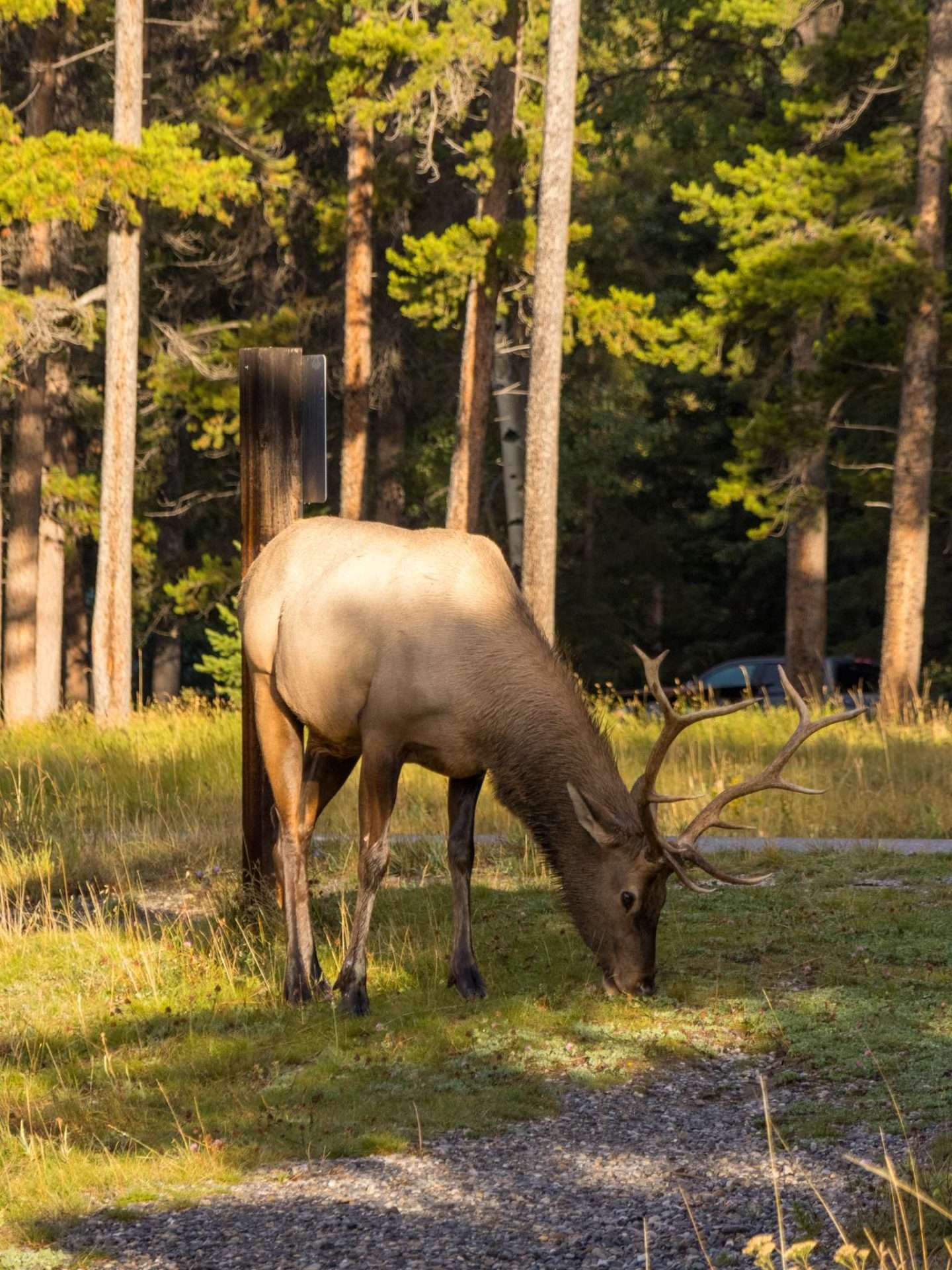 elk in canada