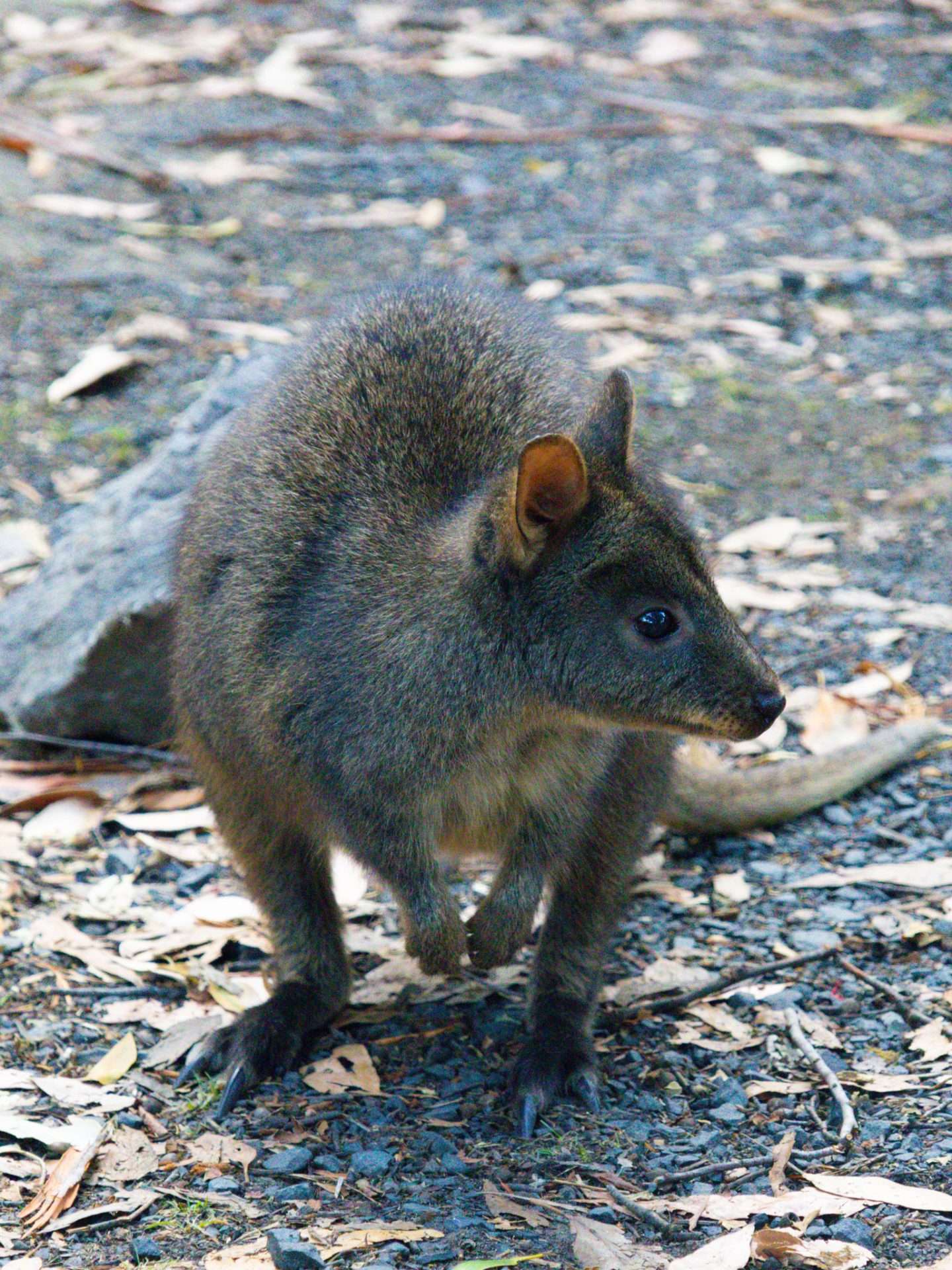 tasmanie wallaby