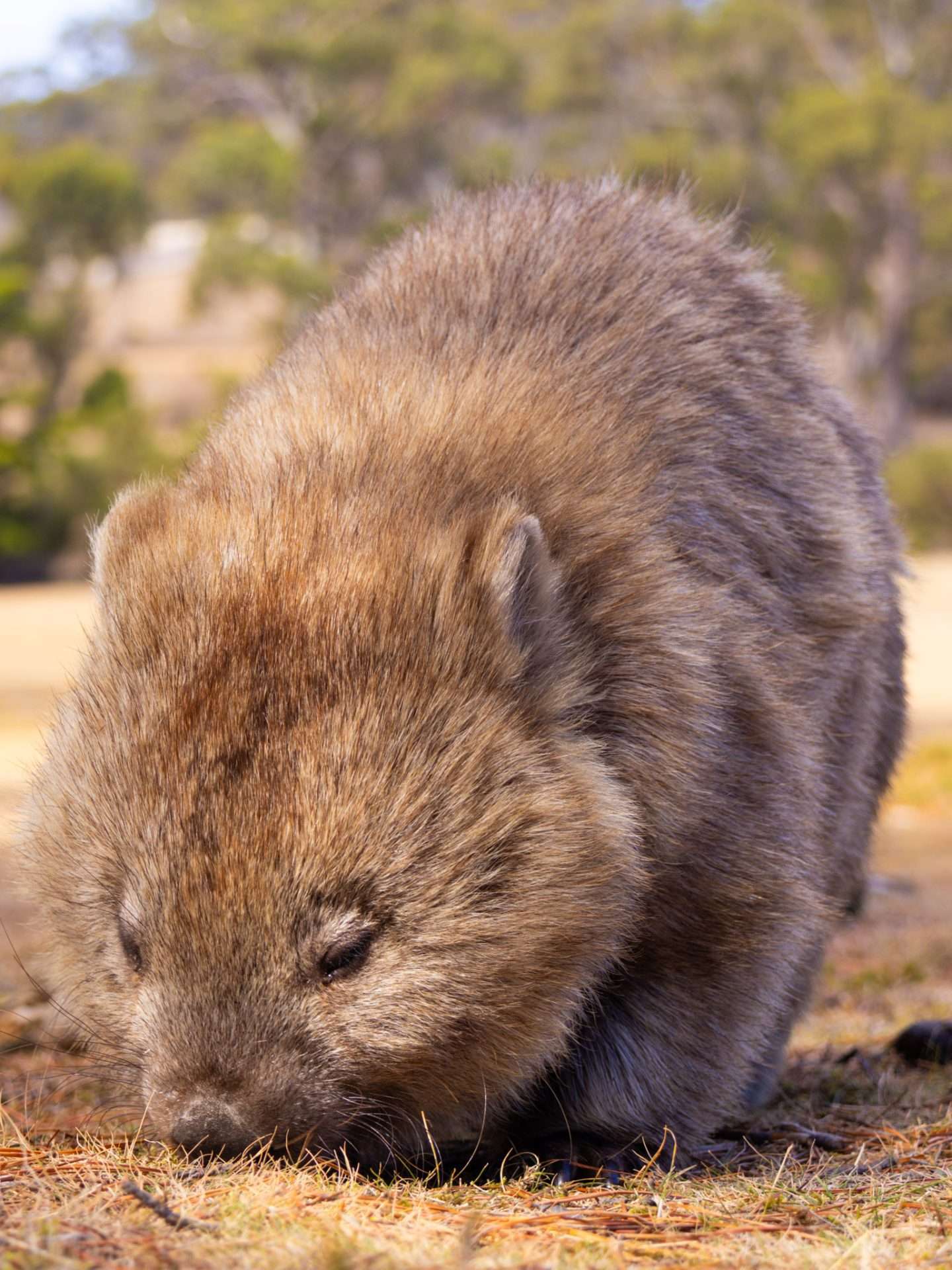 wombats in australië