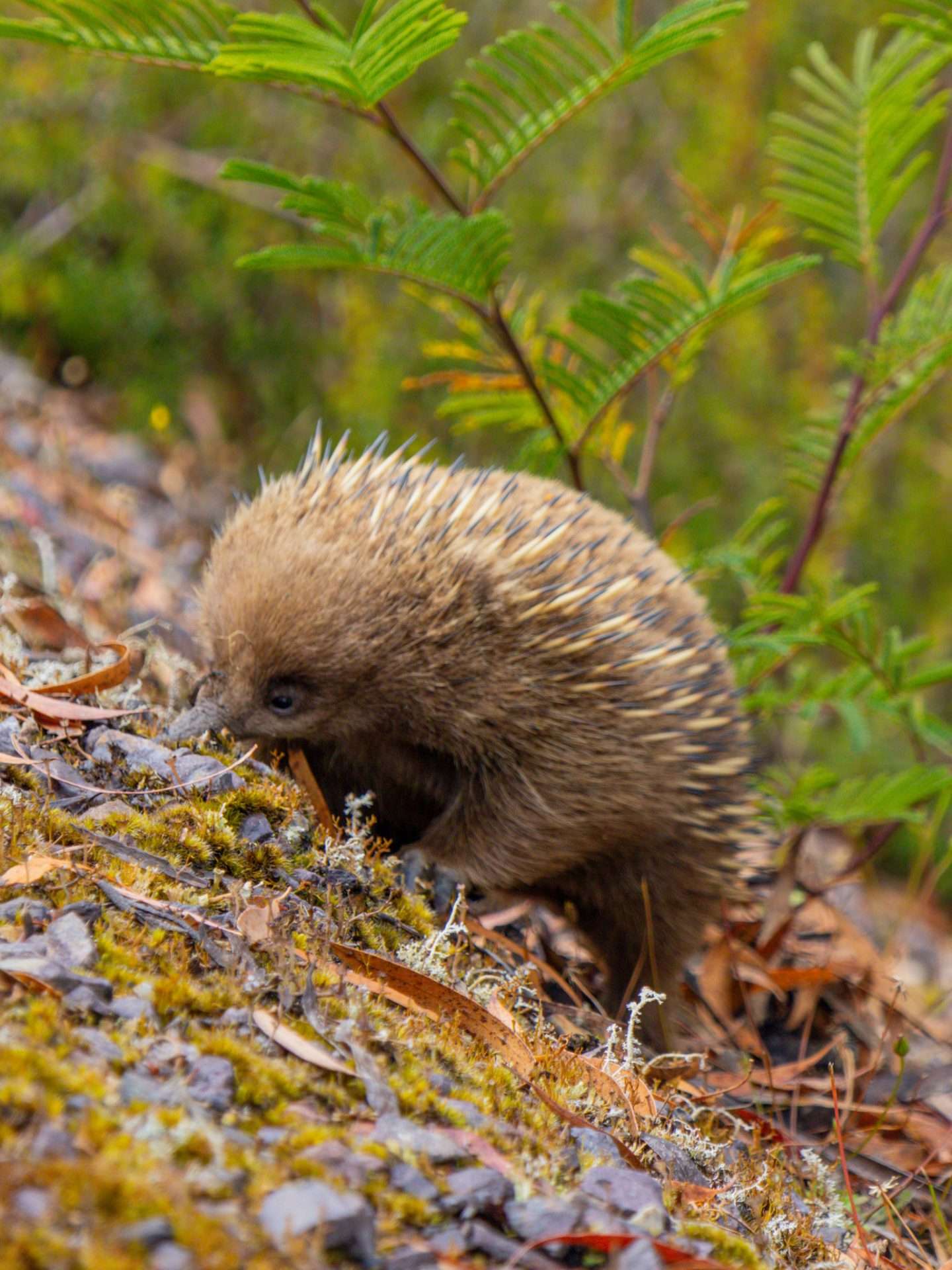enchidna australië