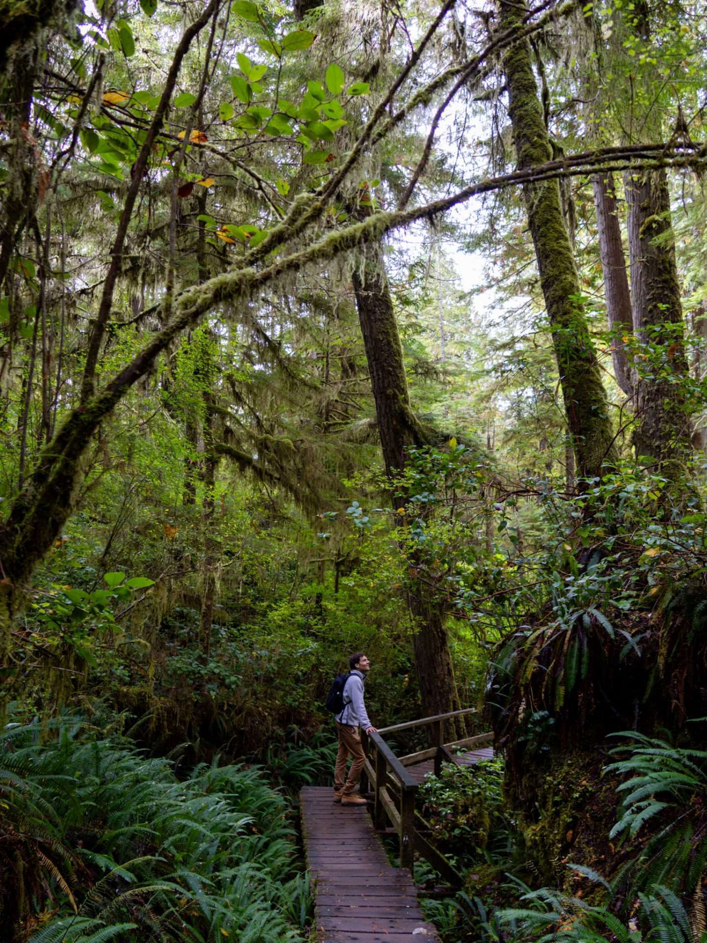 rainforest trail vancouver island