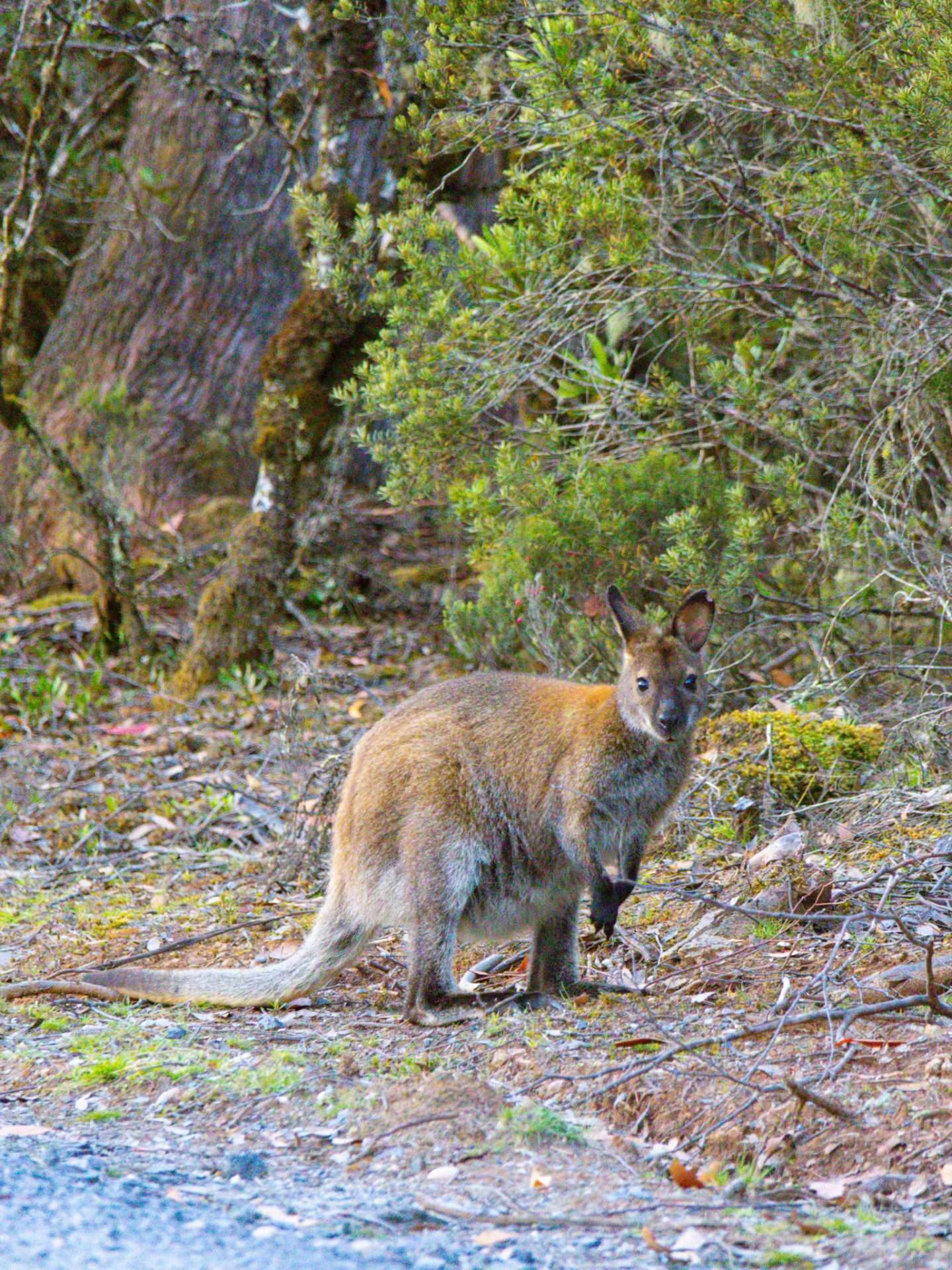 wallaby