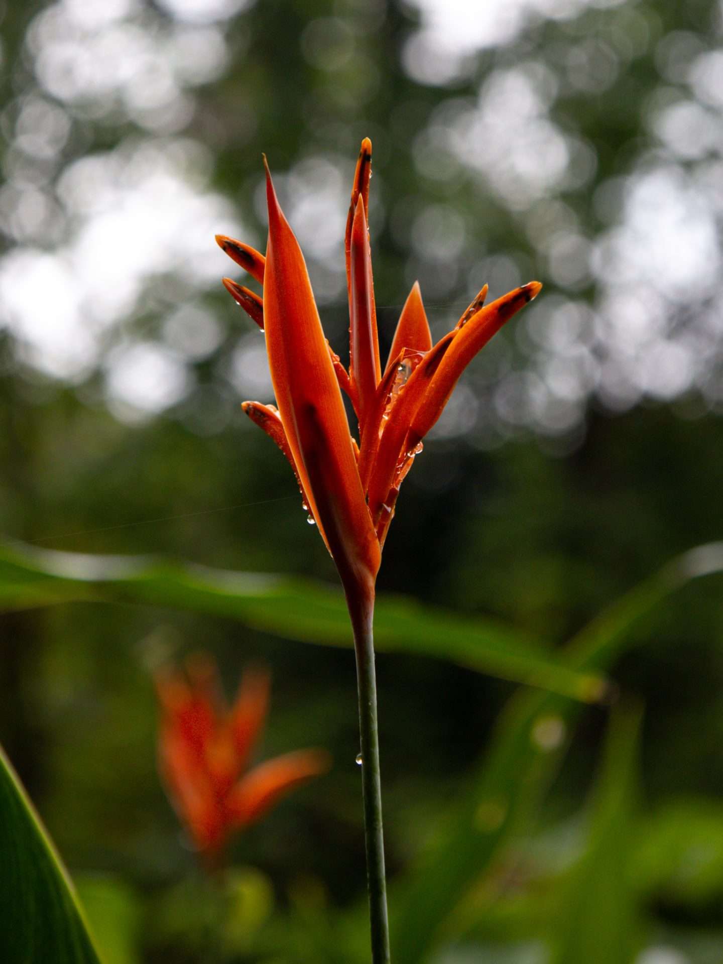 flora in Australië