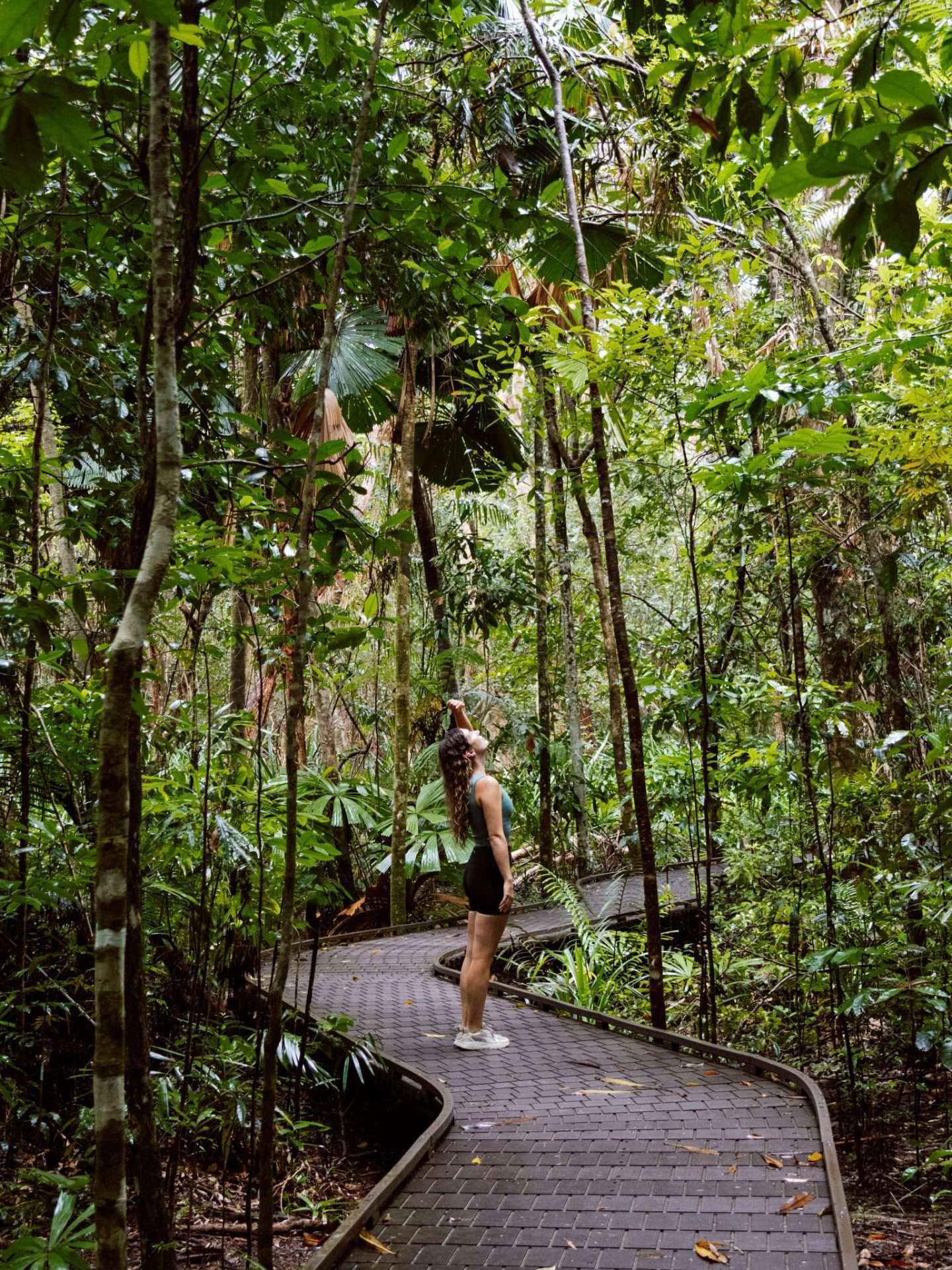 madja boardwalk daintree rainforest