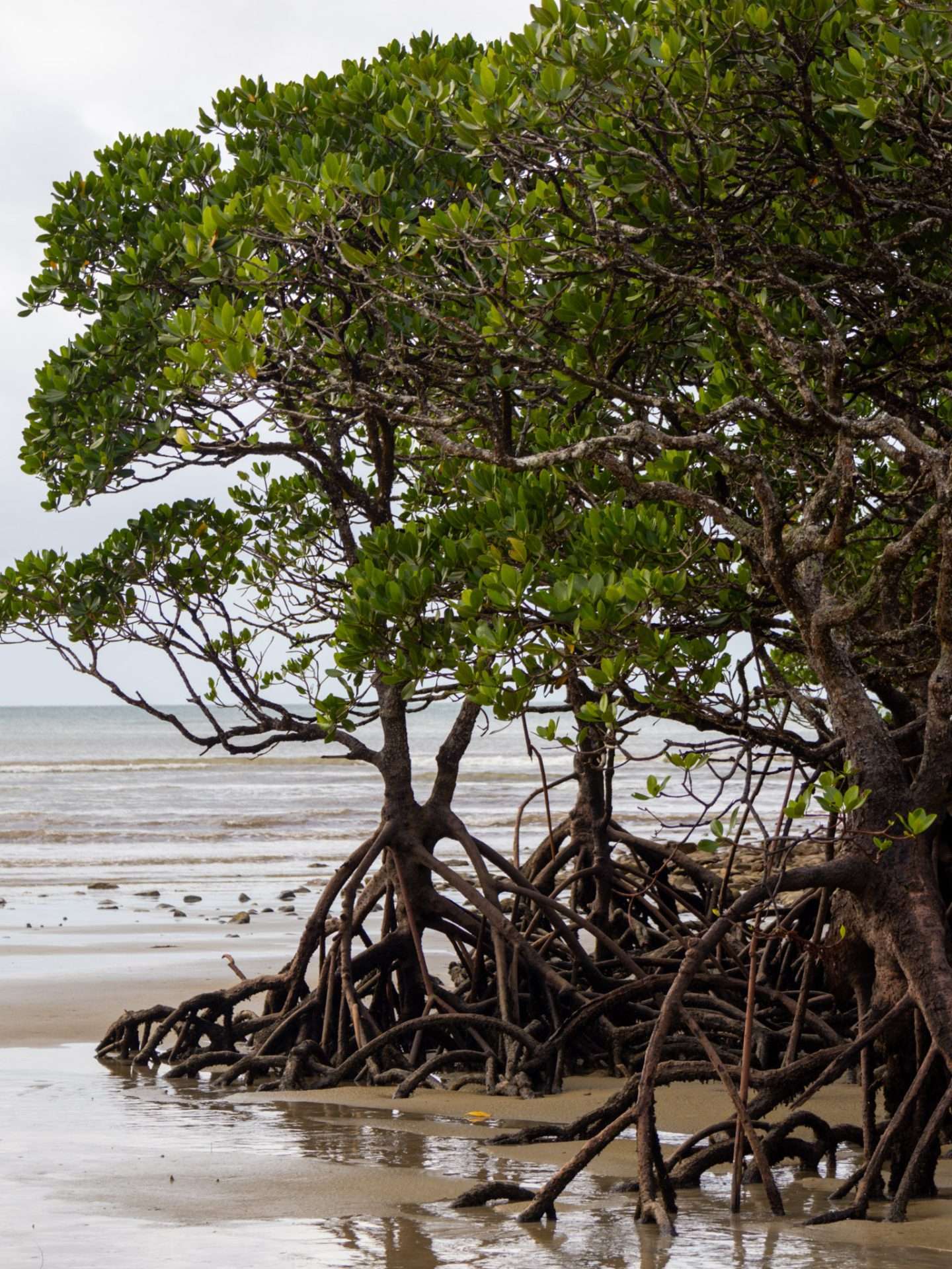 mangroves Daintree Rainforest