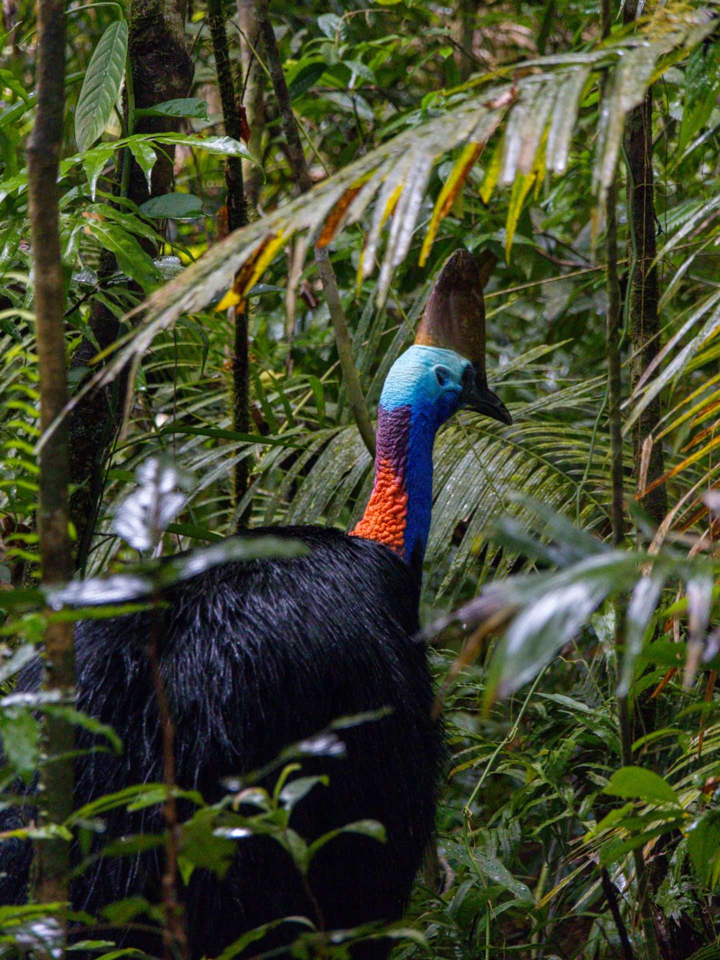 cassowary australiÊ