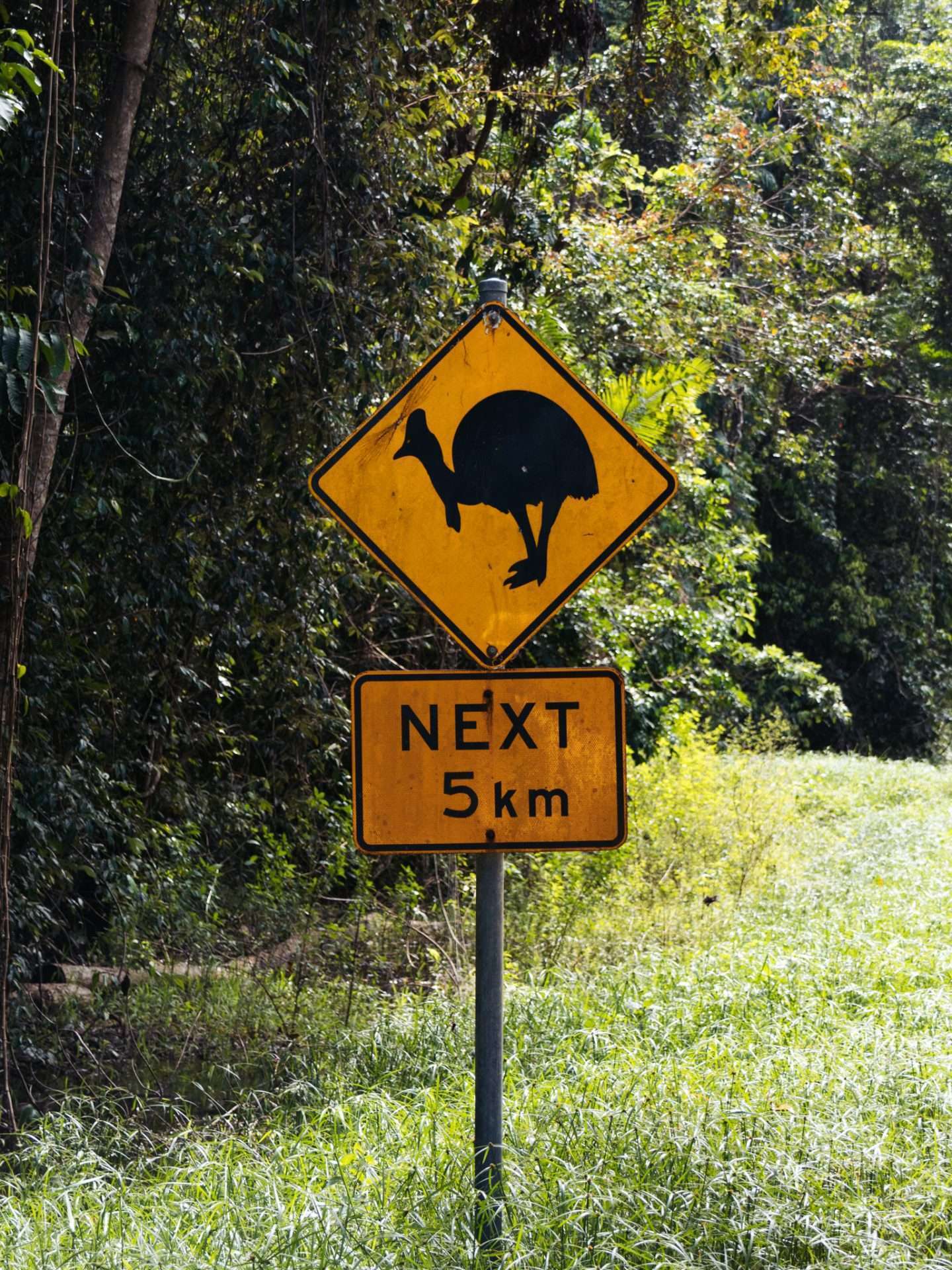 cassowary in Daintree Rainforest