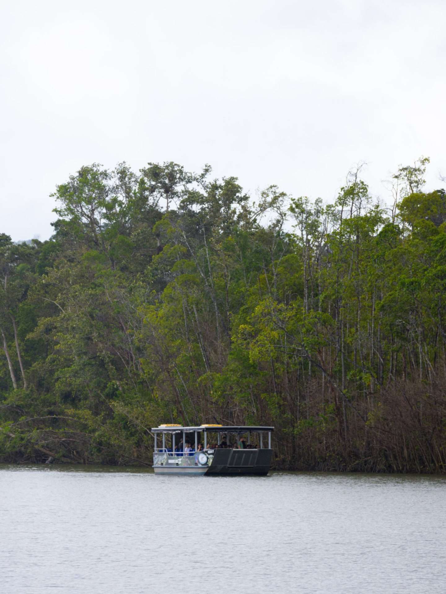 ferry daintree rainforest