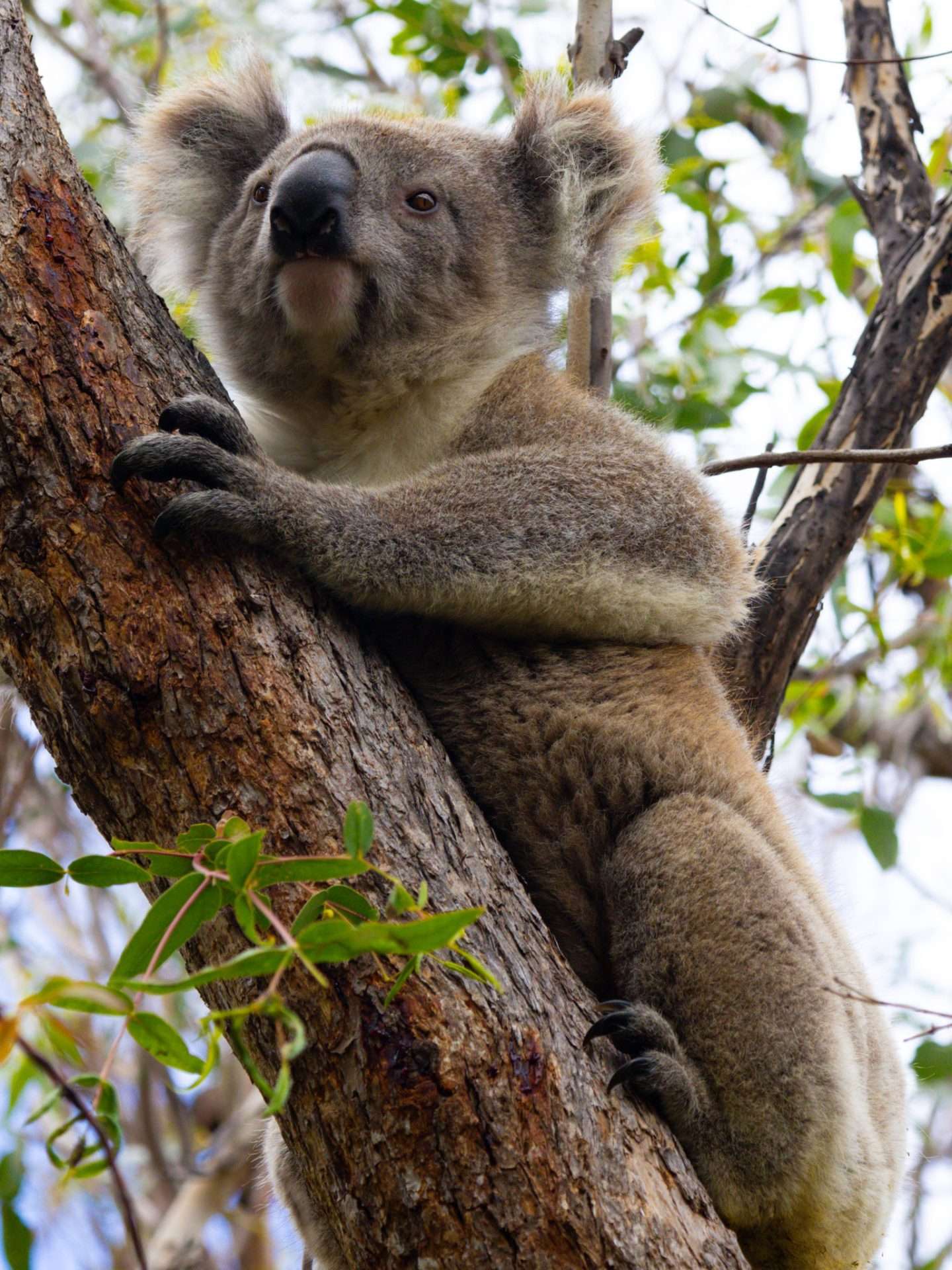 koala