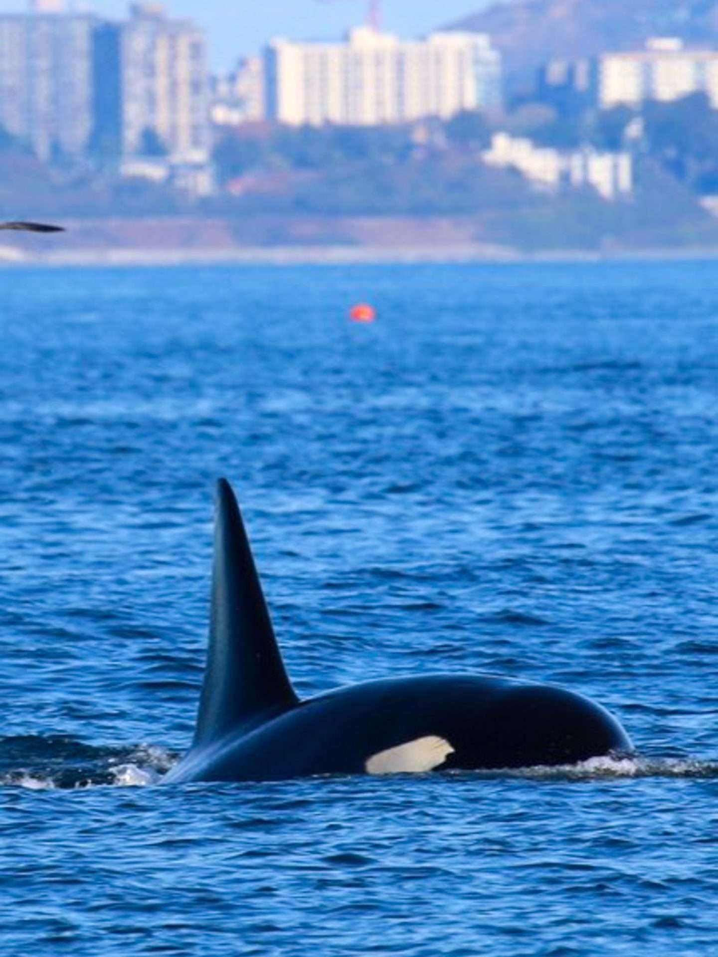 walvissen en orka's in canada