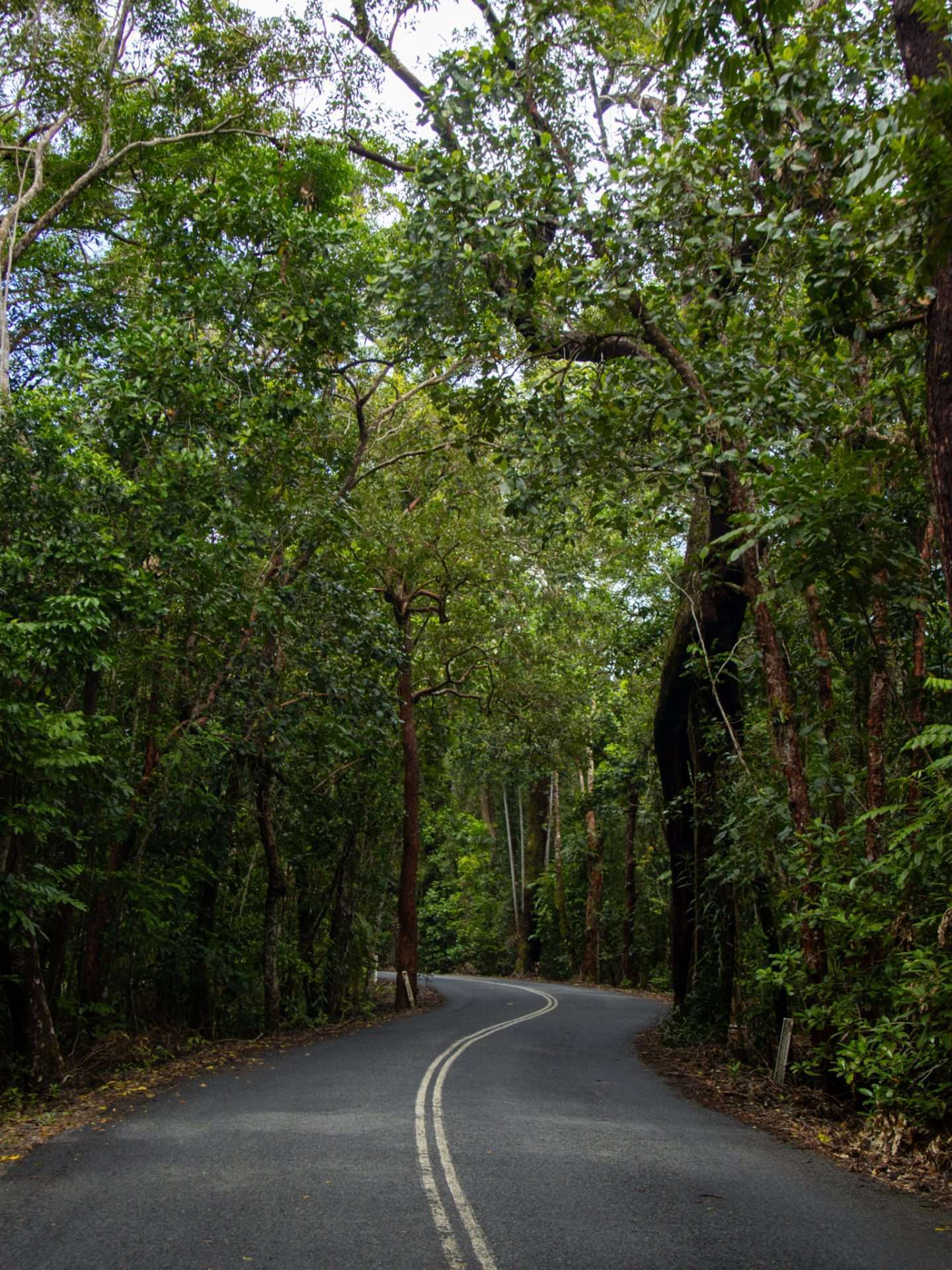 daintree rainforest national park