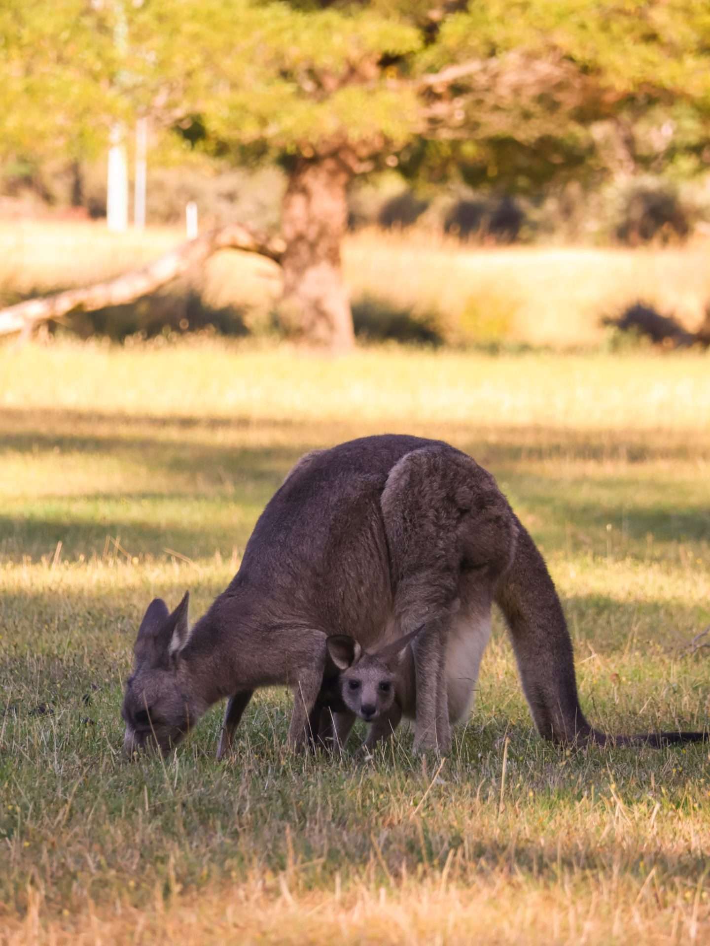kangoeroes australië