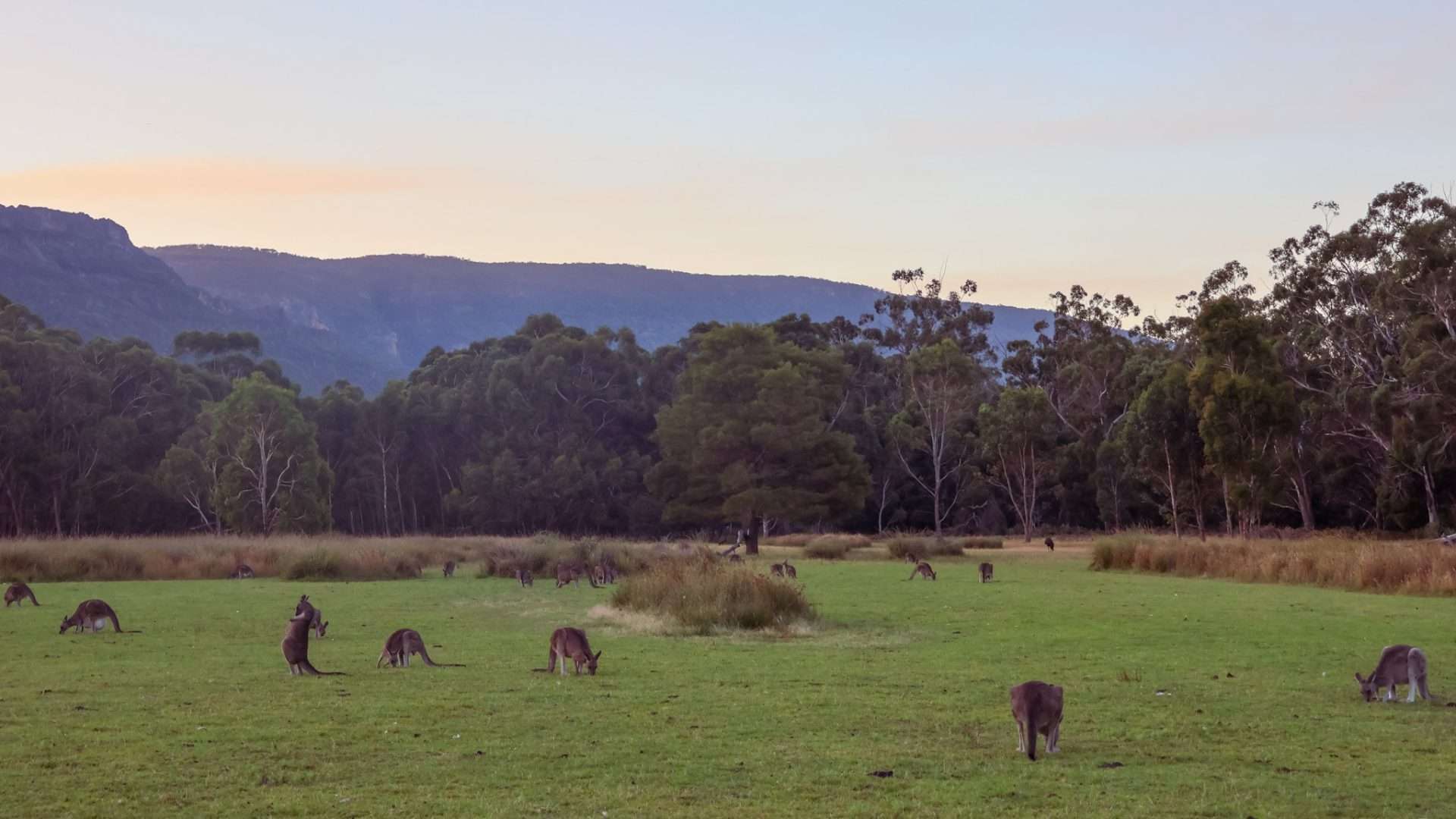 kangoeroes australie
