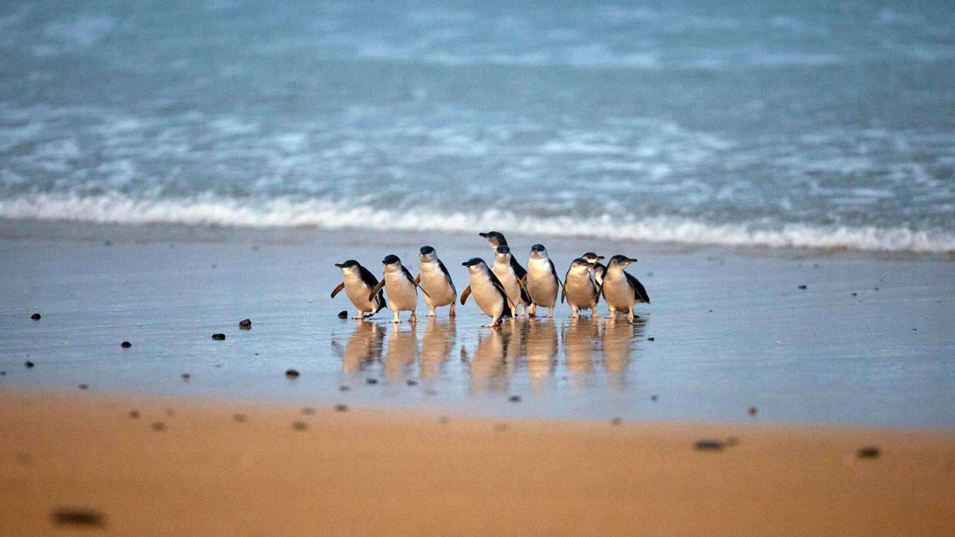 phillip island pinguïns