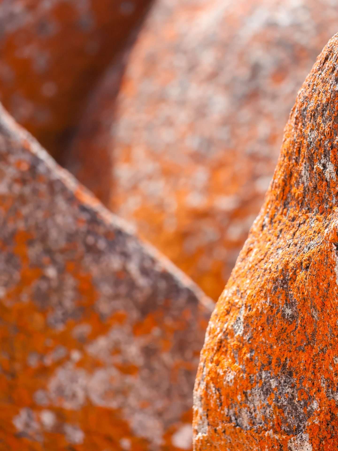 granieten rotsen bay of fires