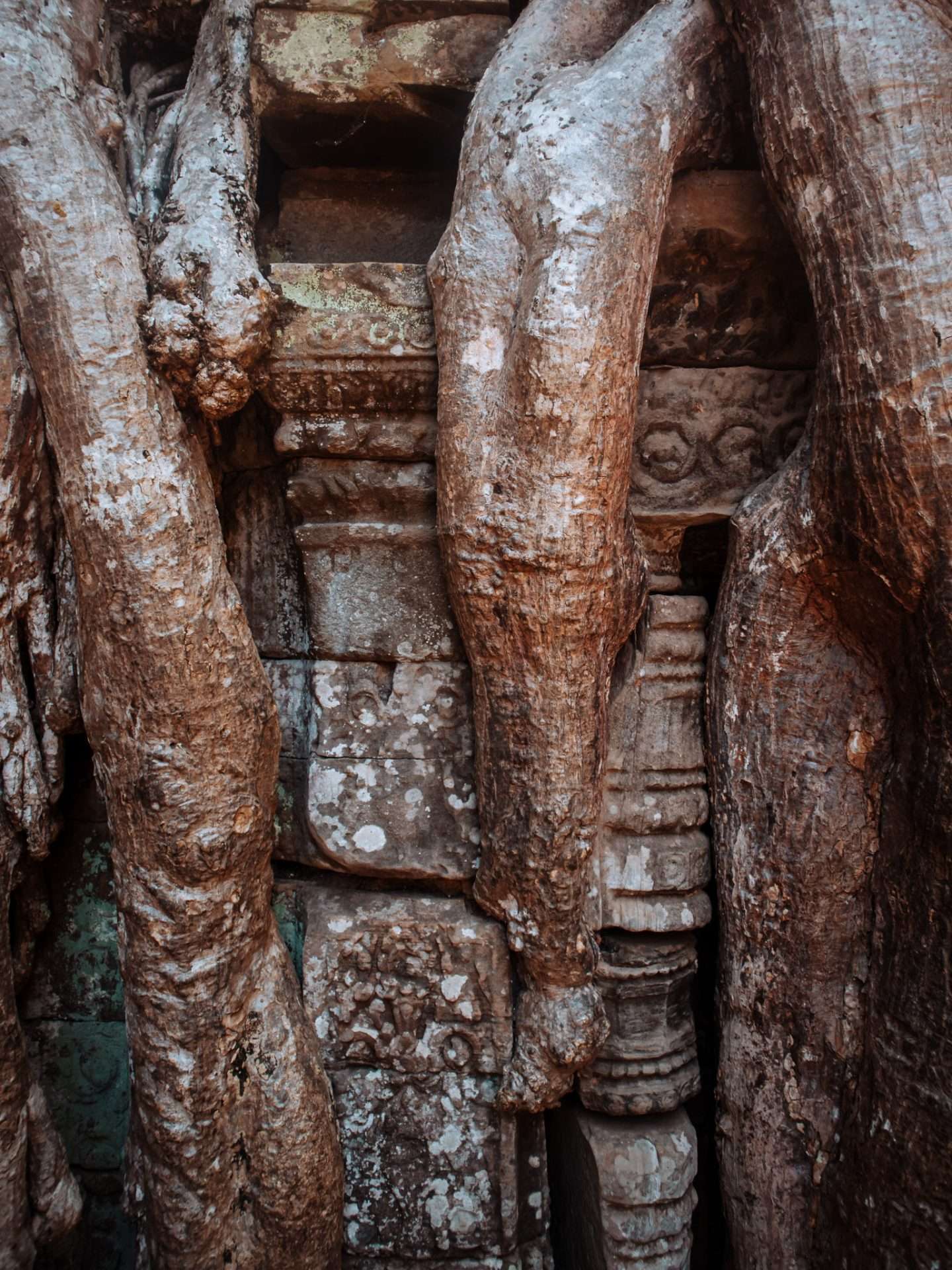 jungle cambodia temple