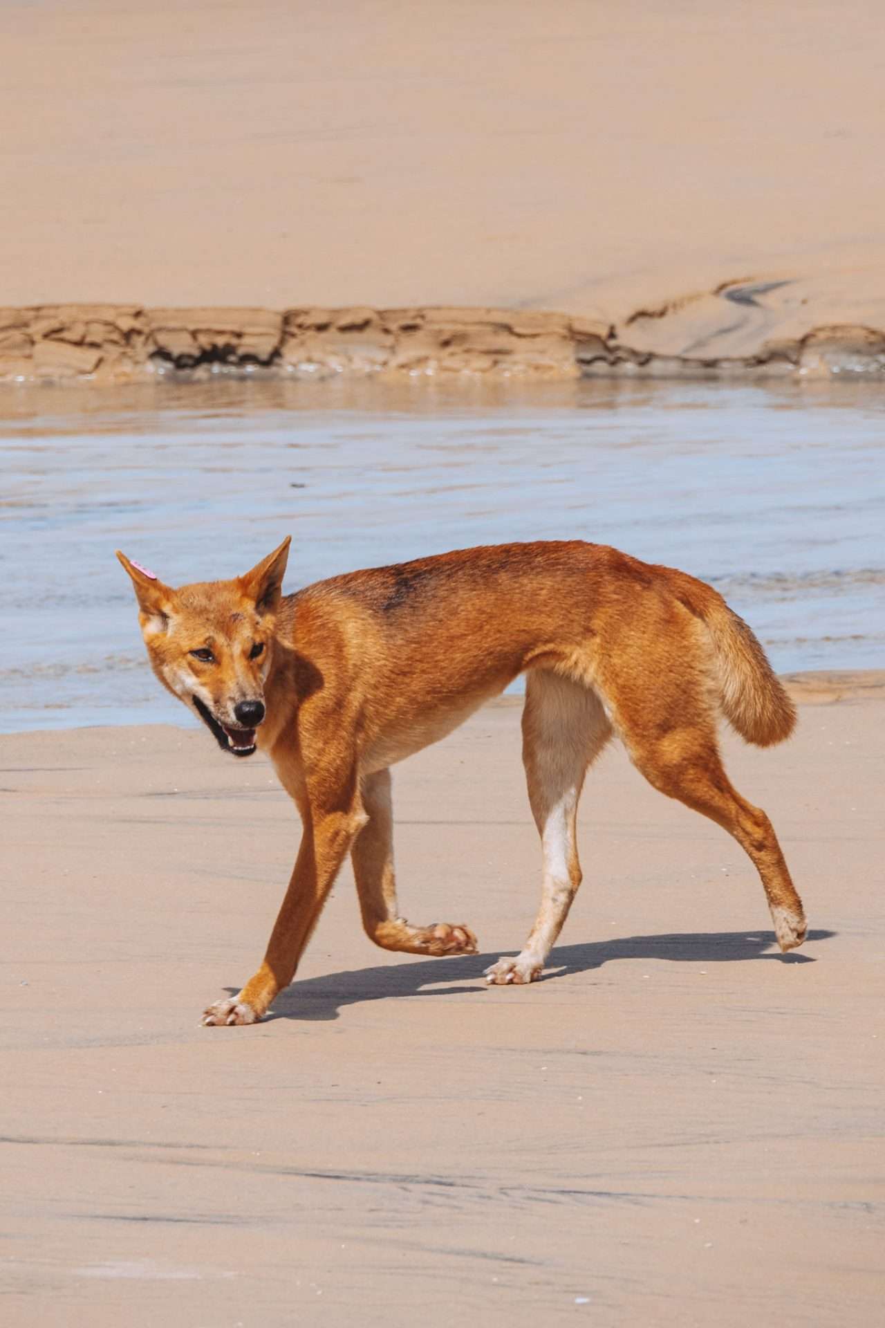dingo fraser island