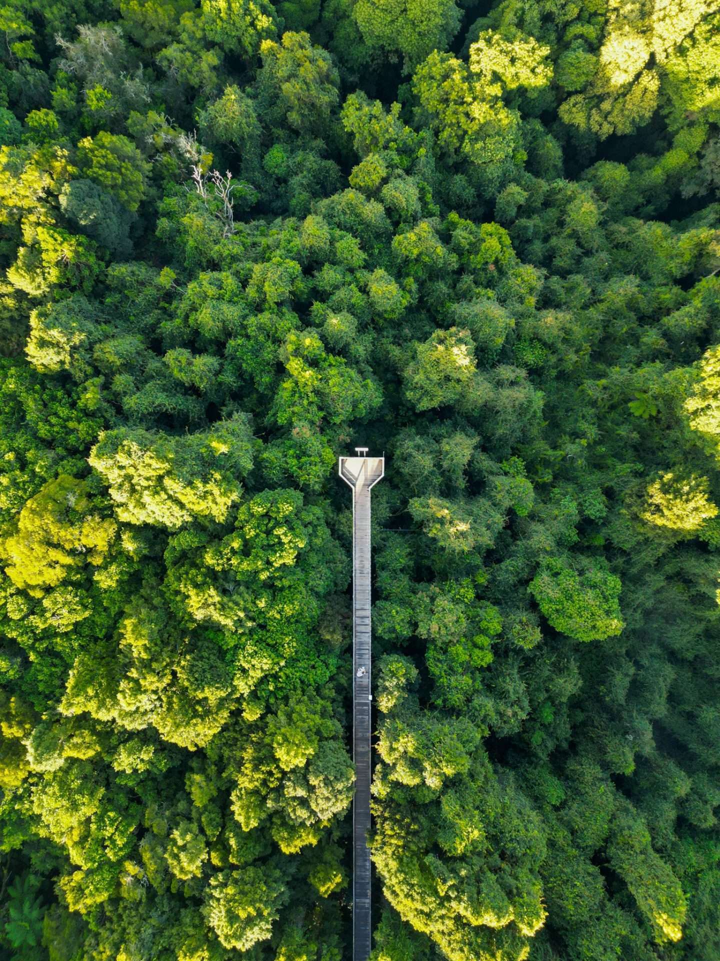 dorrigo national park 