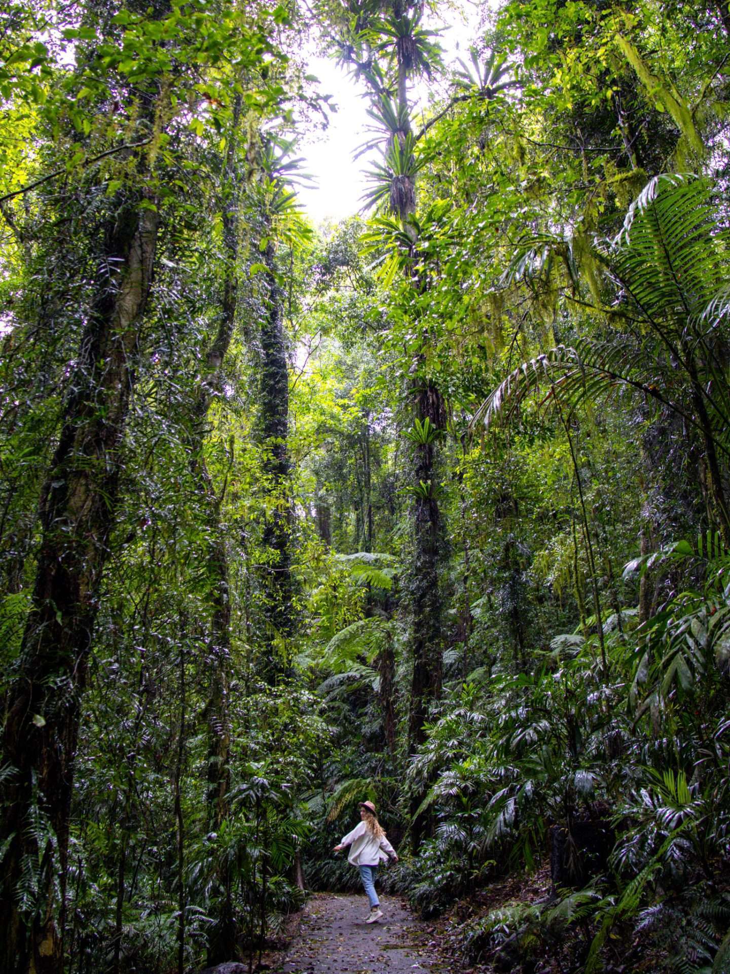 wonga walk dorrigo national park