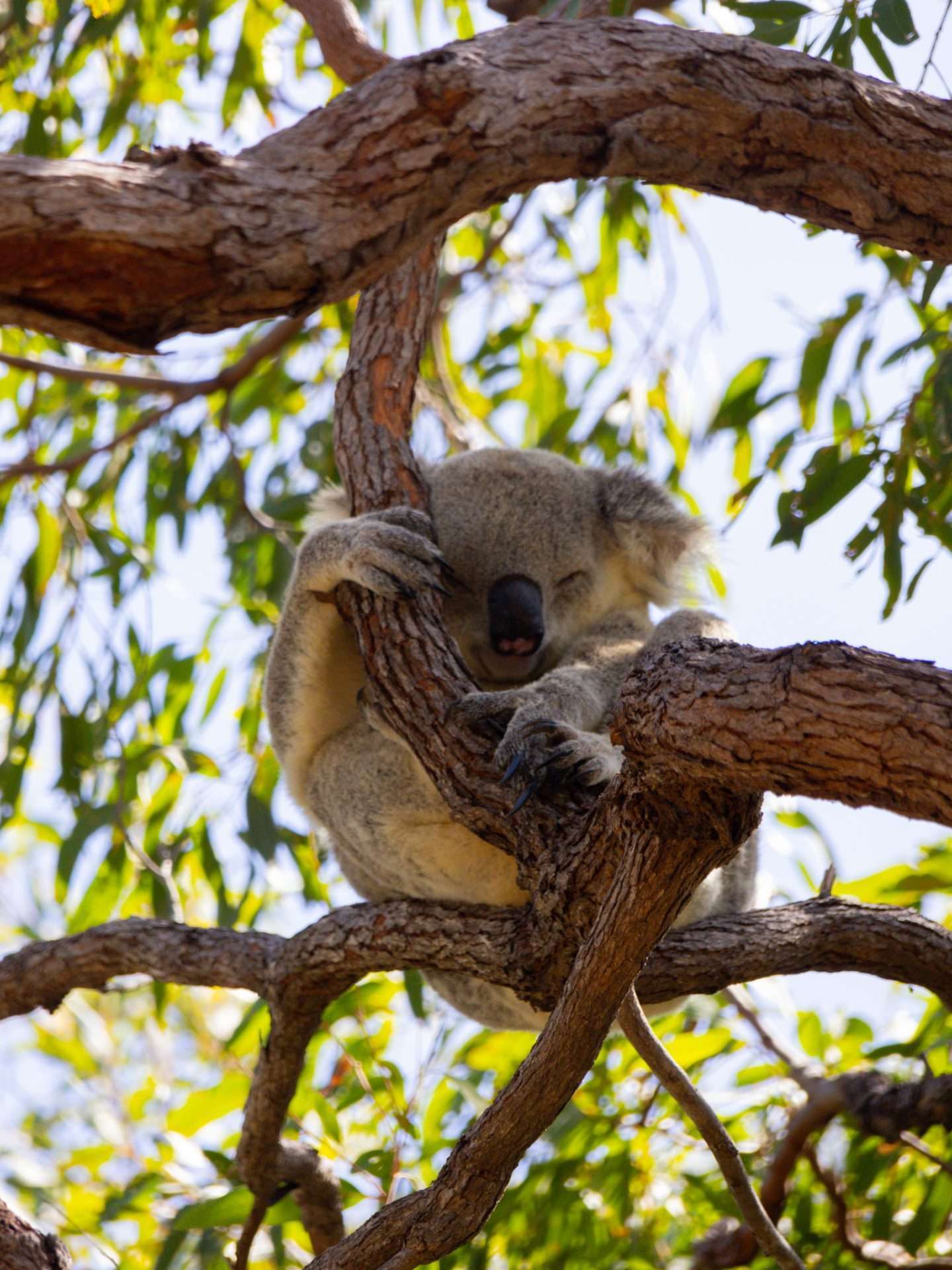 koala magnetic island