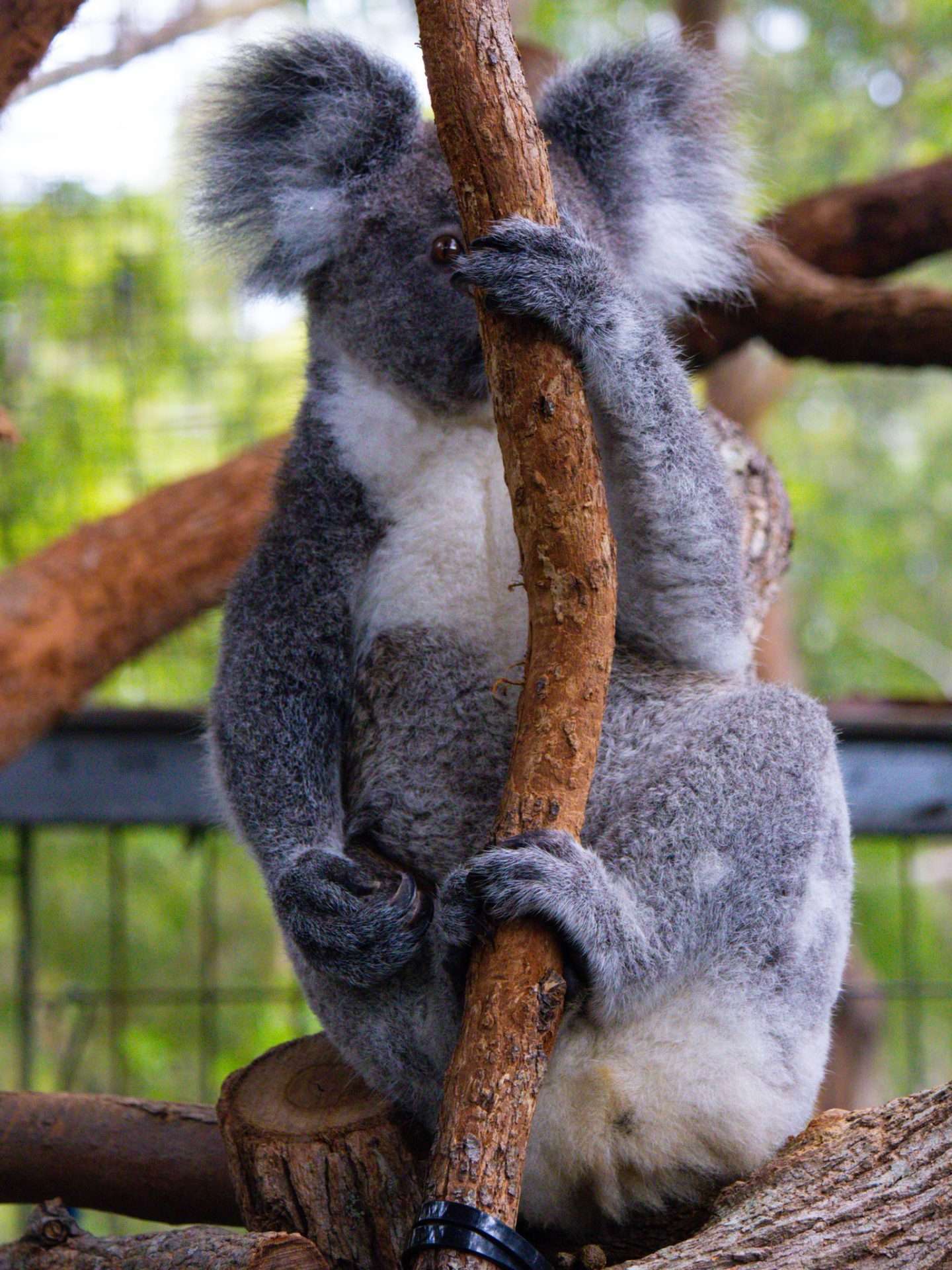 koala hospital port macquarie