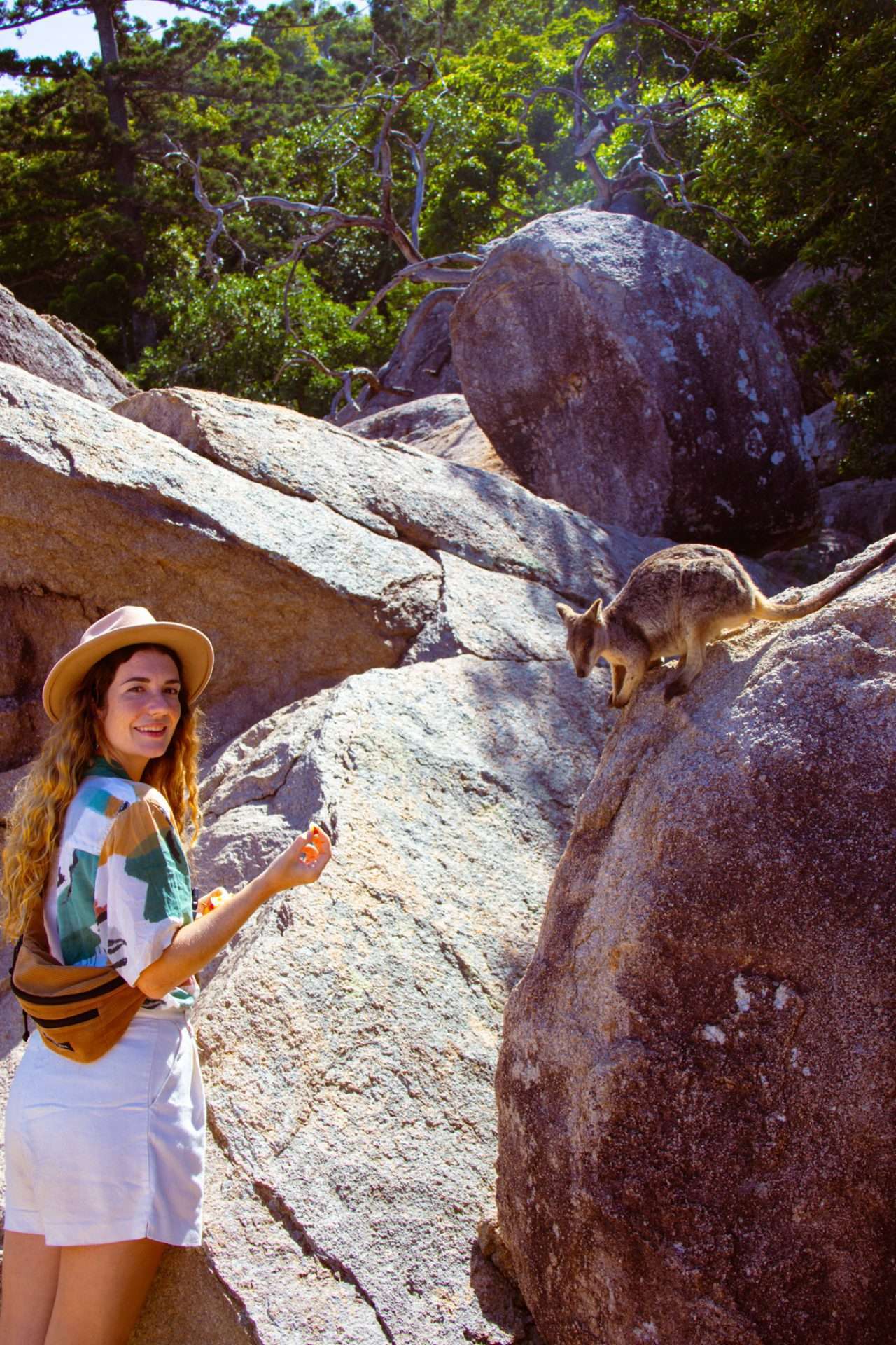 rock wallaby's
