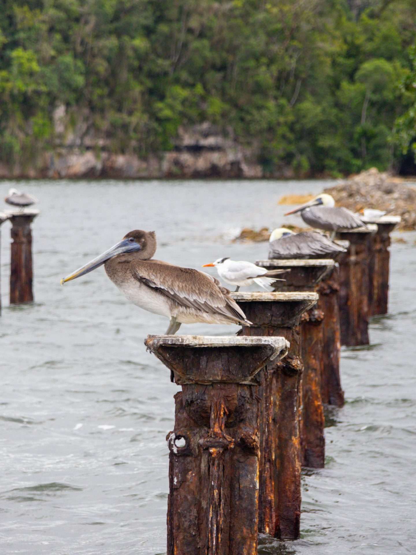 los haitises dominicaanse republiek