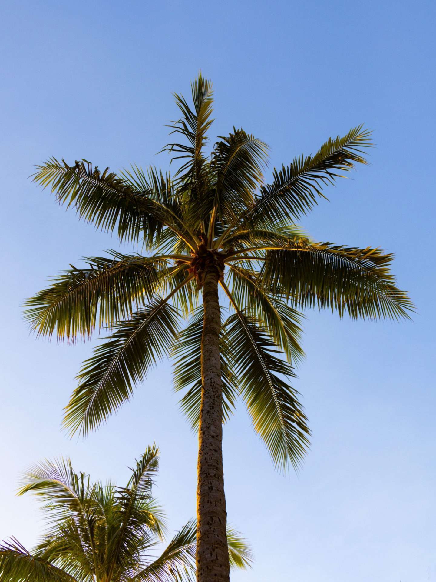 palmboom