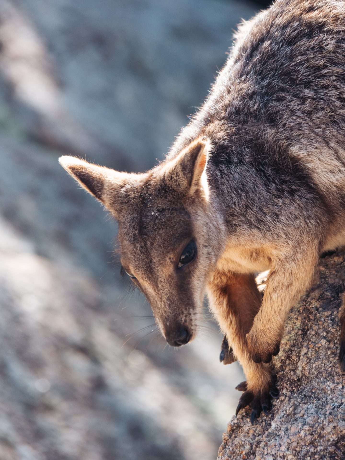 rock wallaby