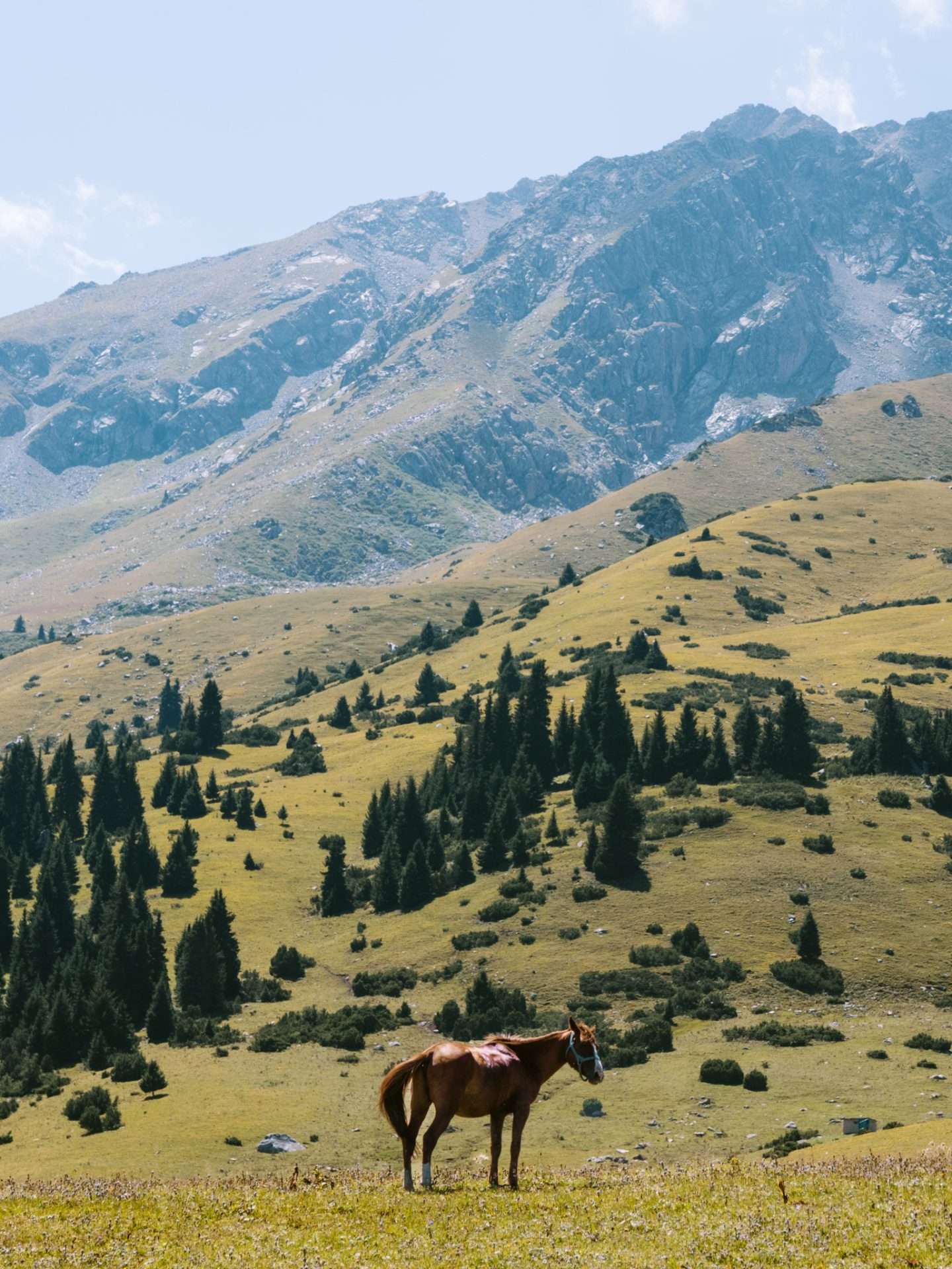 paard in vallei
