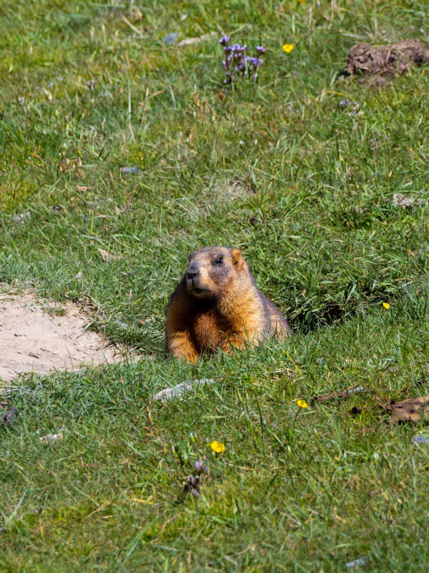 marmot 