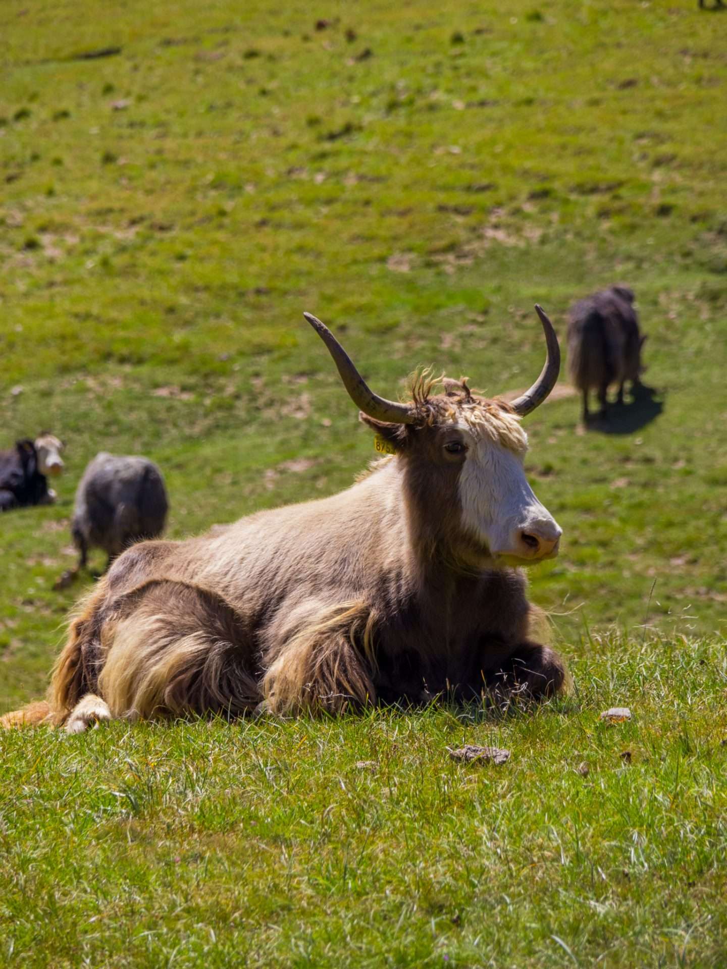 yak in kirgizië