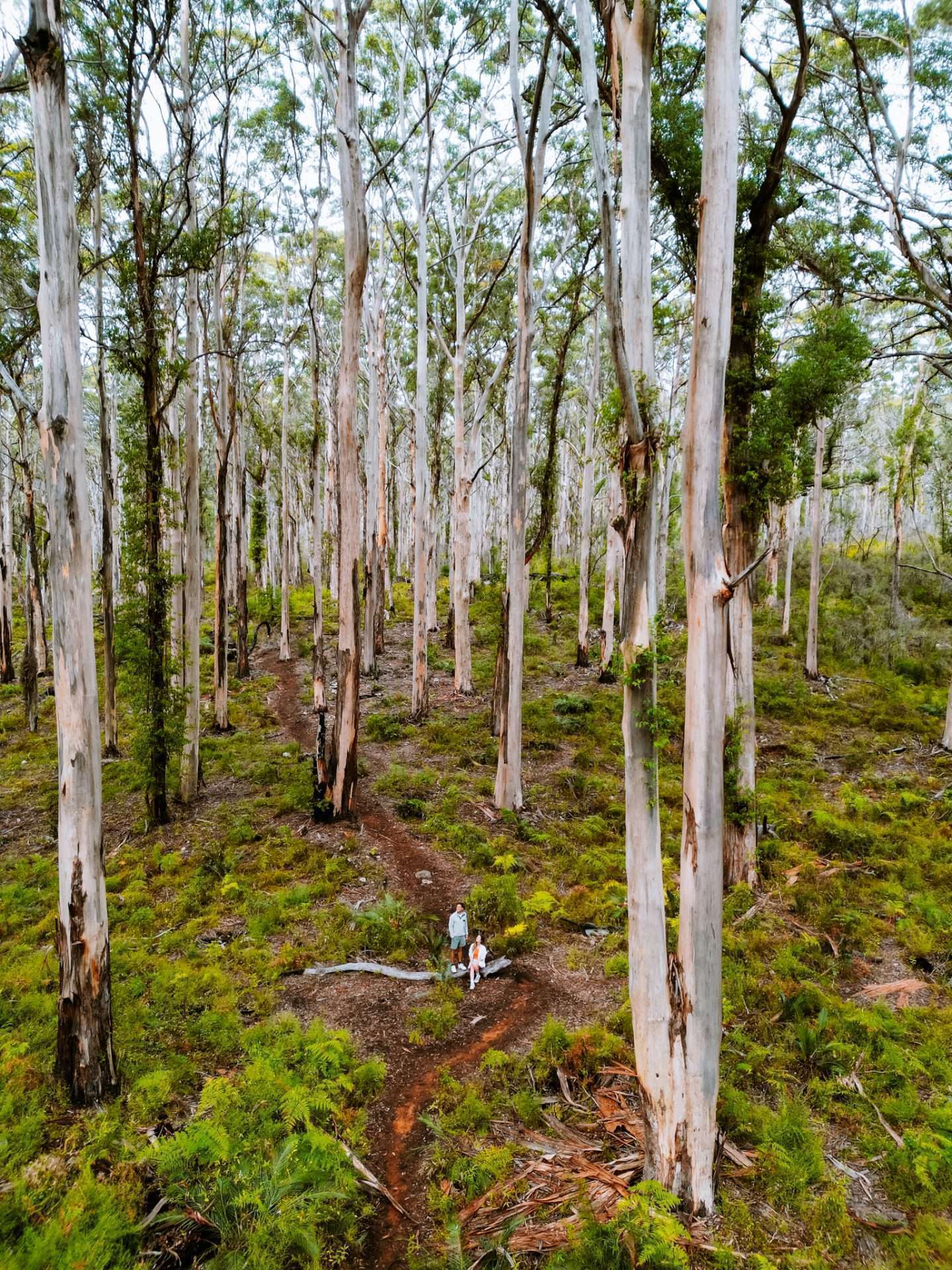 boranup forest