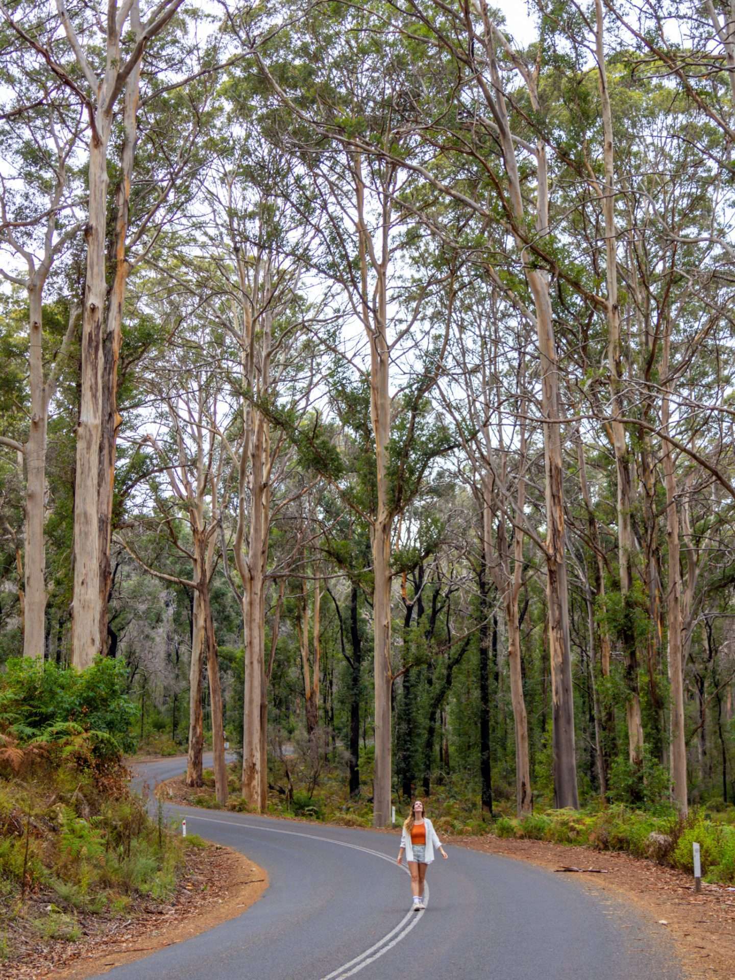 boranup forest