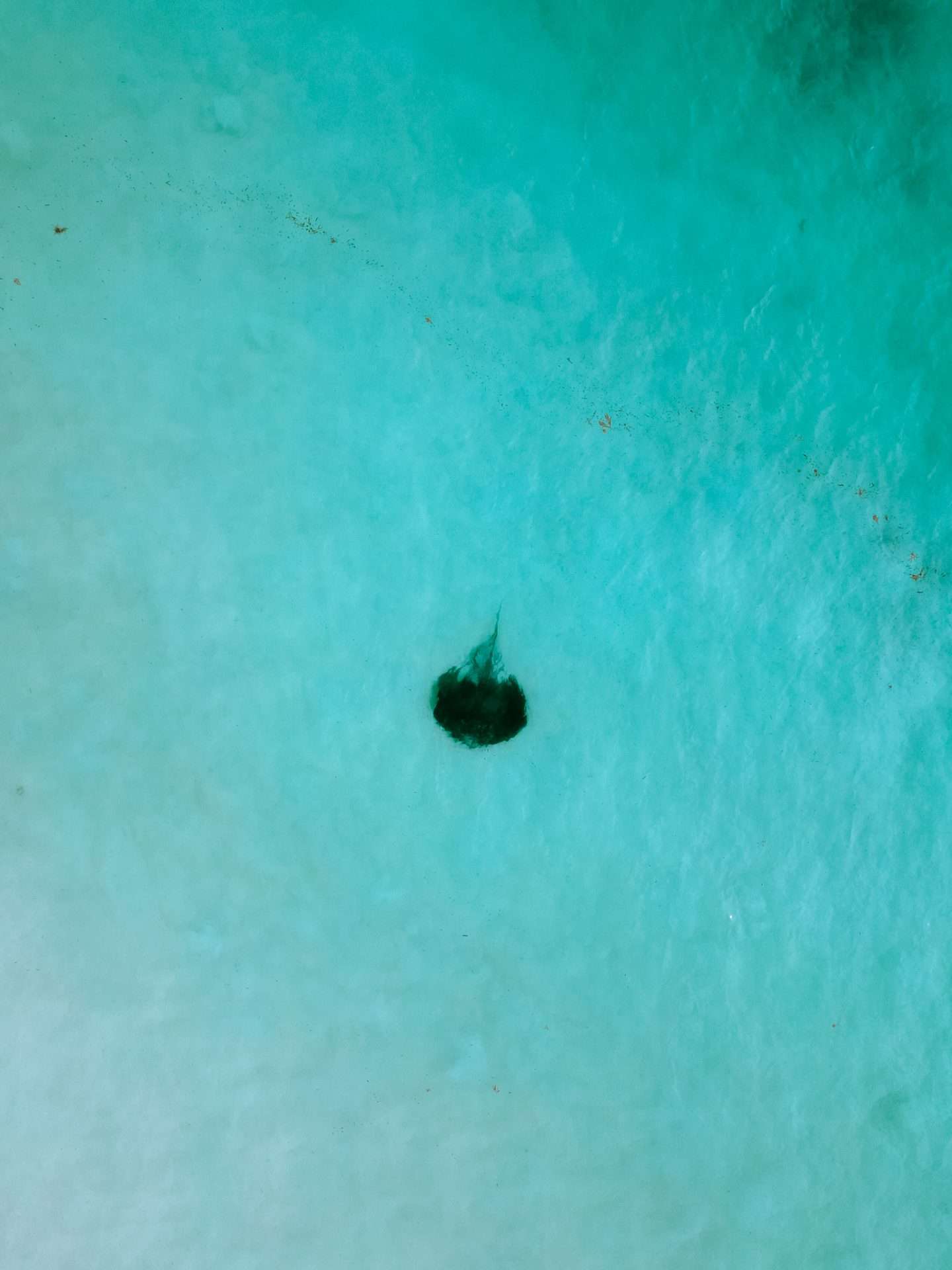 hamelin bay pijlstaartrog