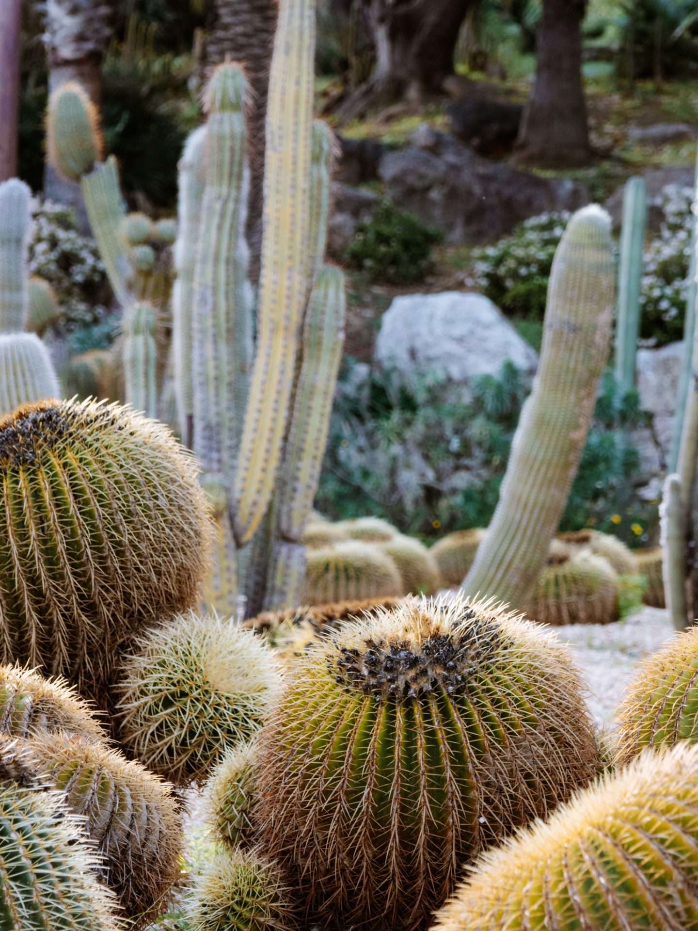 jardin de mossen costa