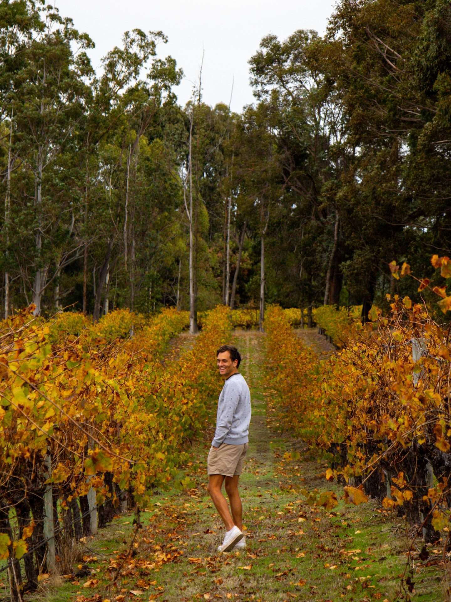 margaret river wijnranken