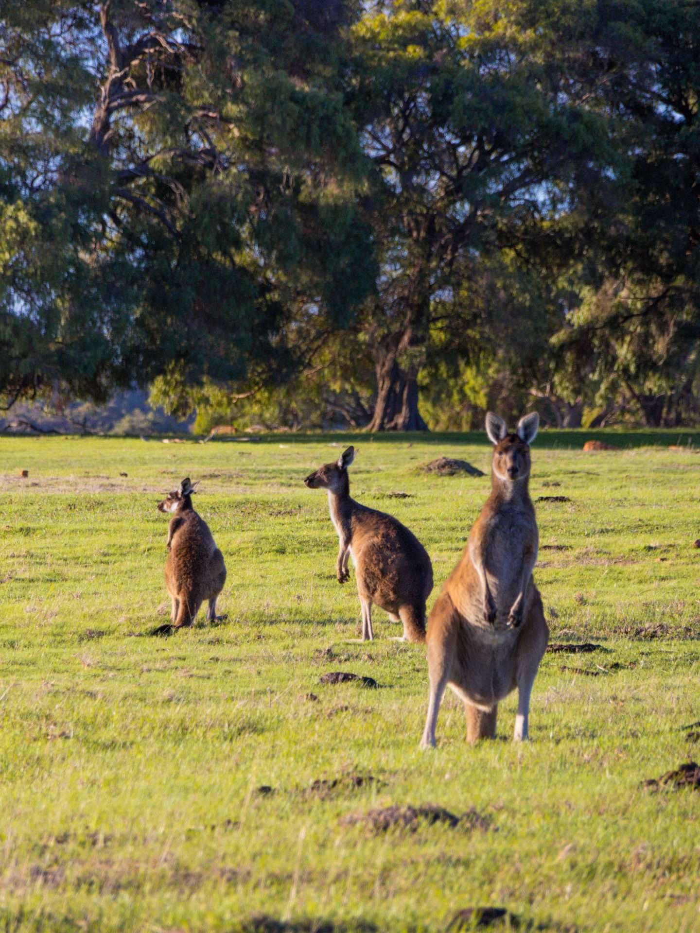 kangoeroe in margaret river