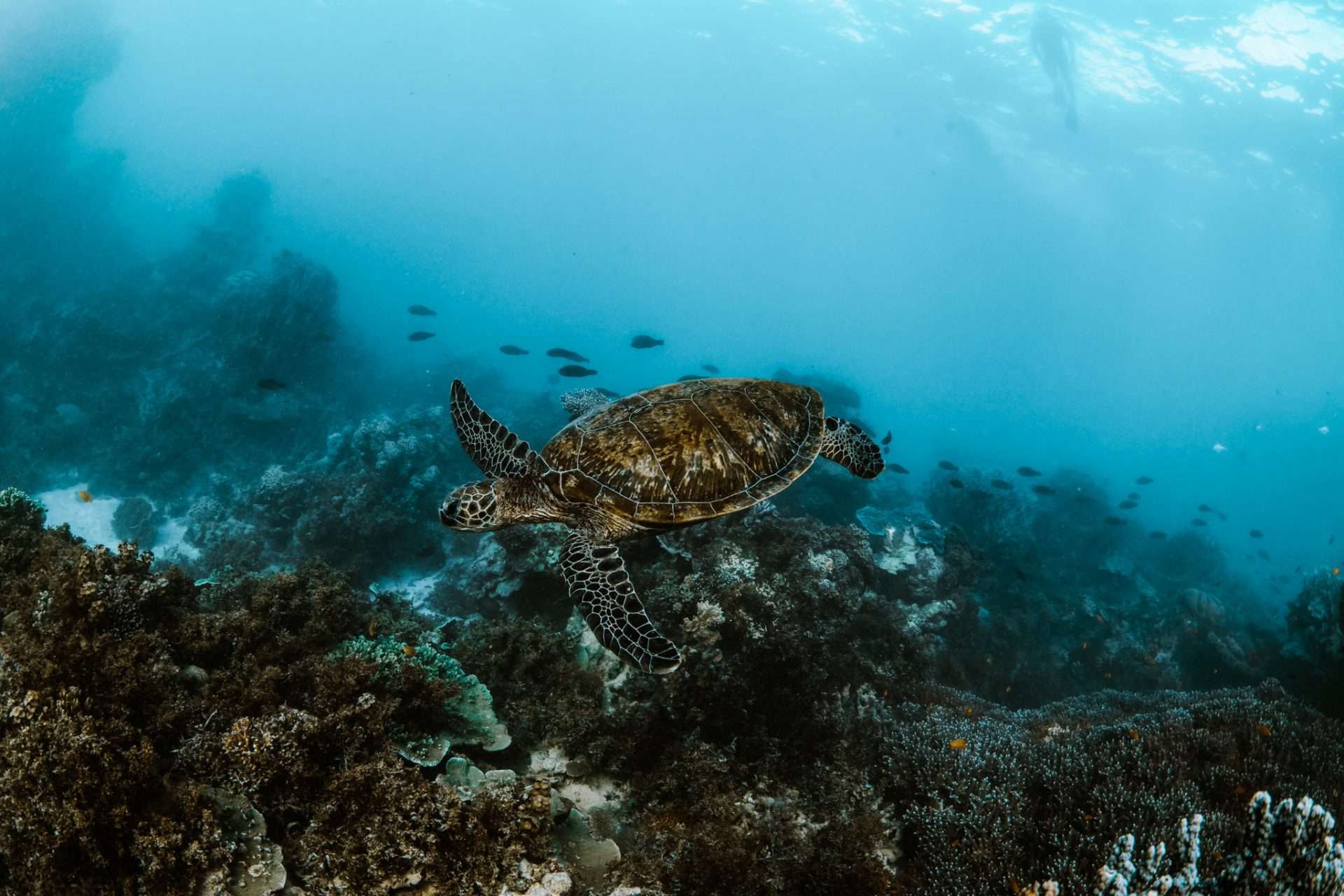 schildpad