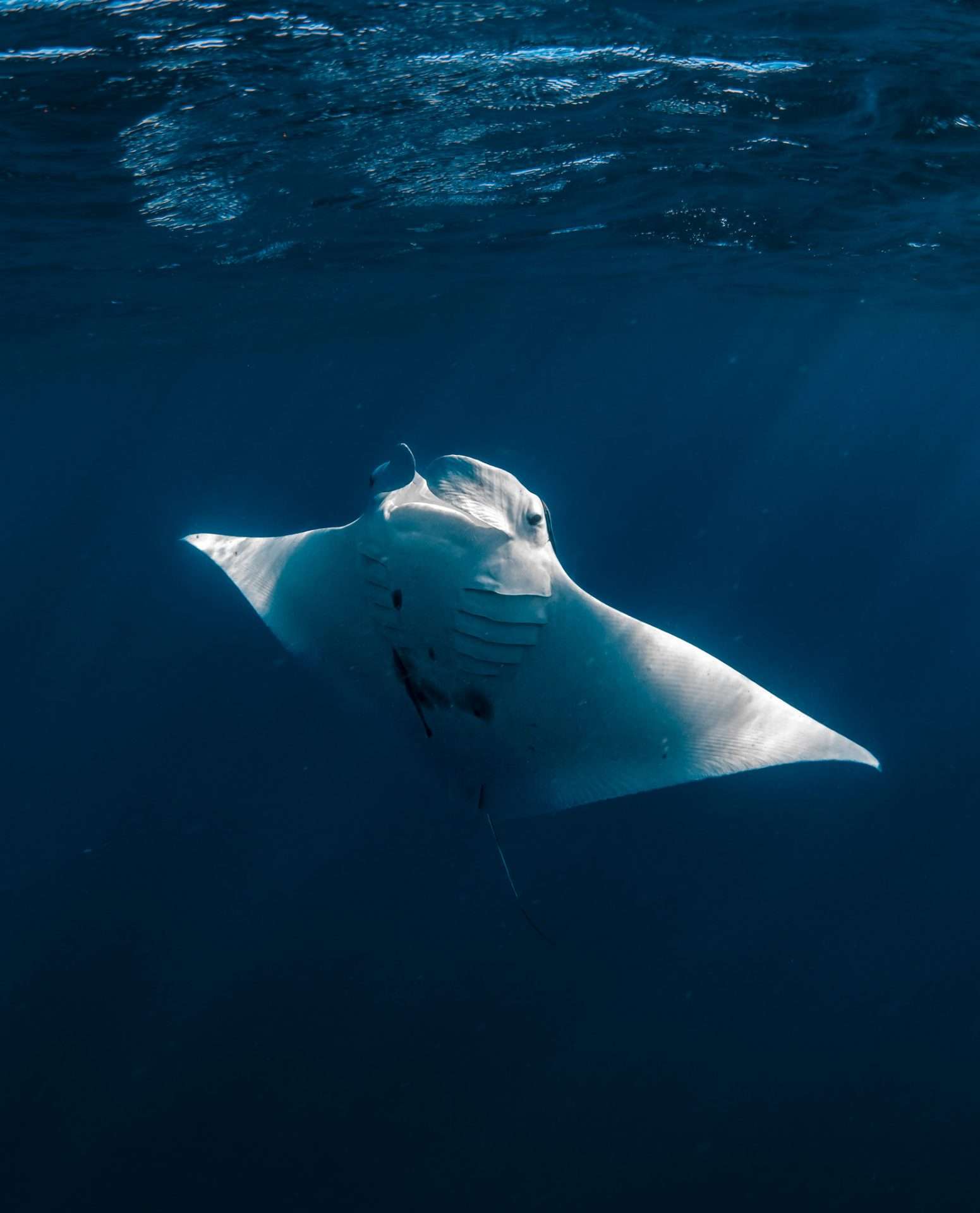 reuzenmanta 