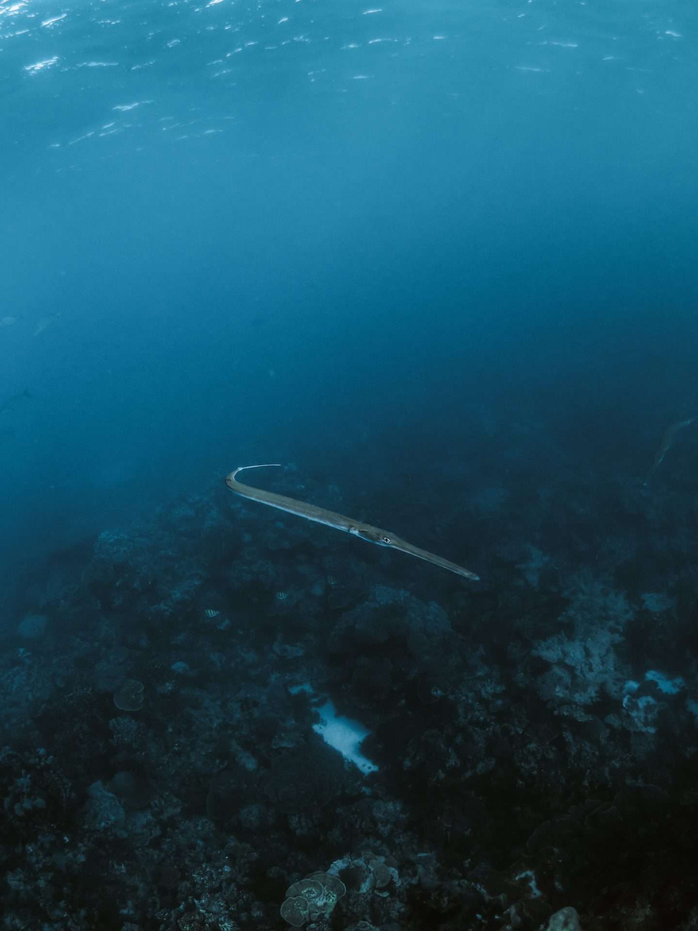 snorkelen in exmouth