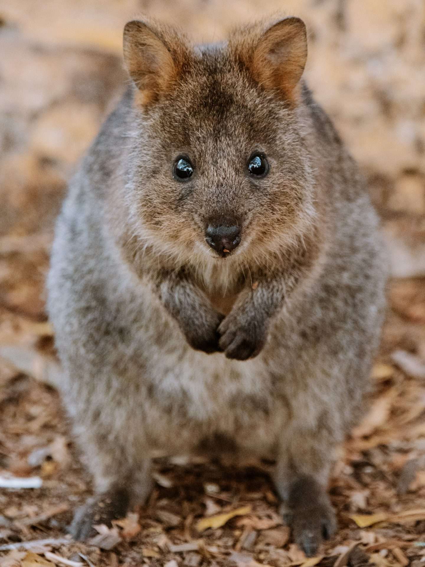 quokka