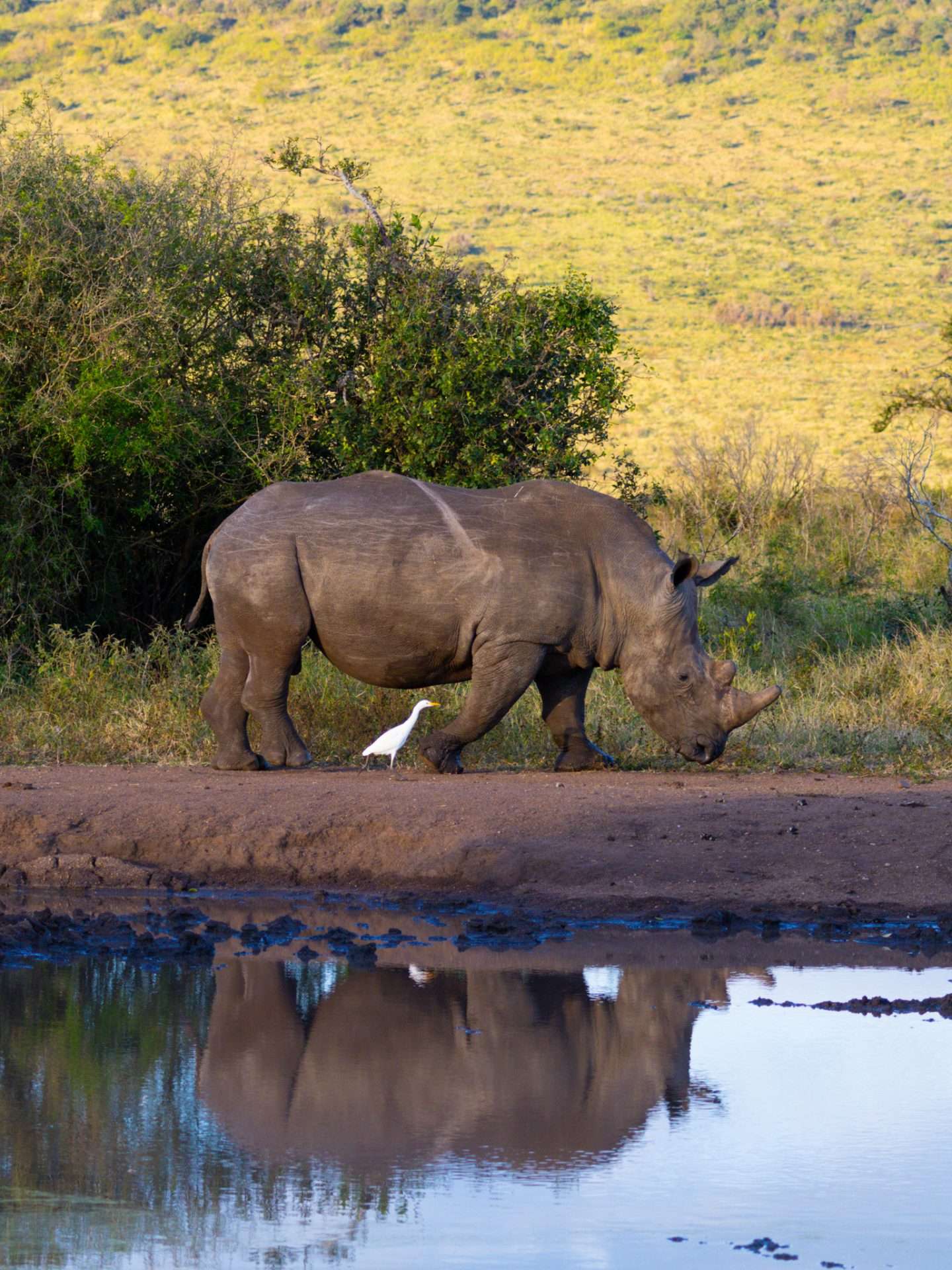 neushoorn 